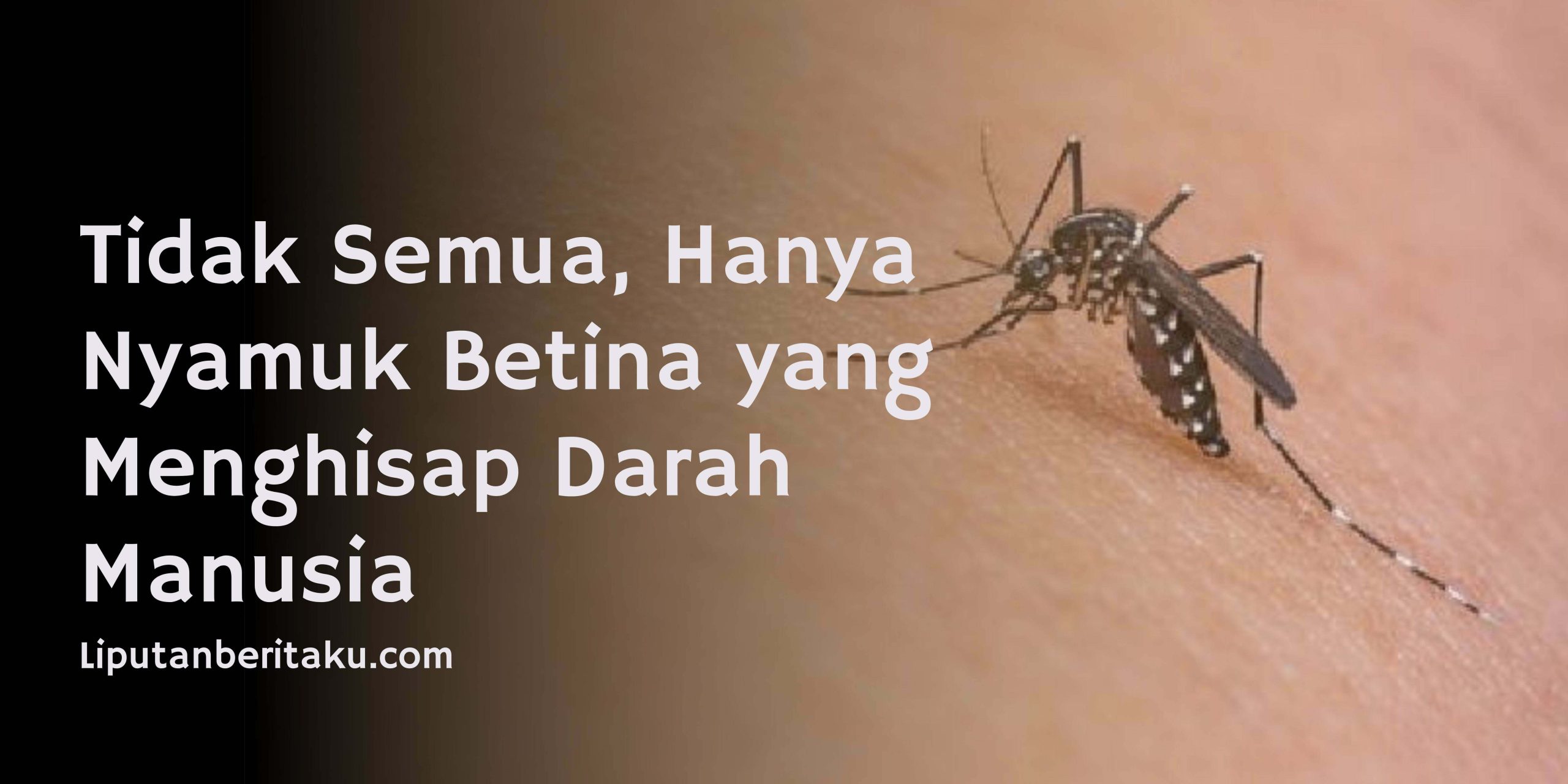 Tidak Semua, Hanya Nyamuk Betina yang Menghisap Darah Manusia