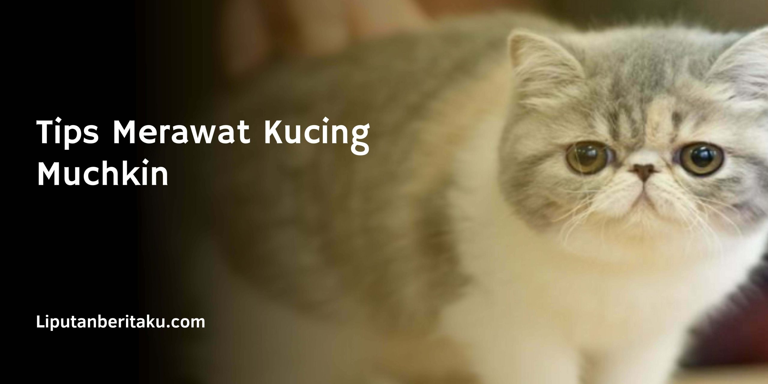 Tips Merawat Kucing Muchkin