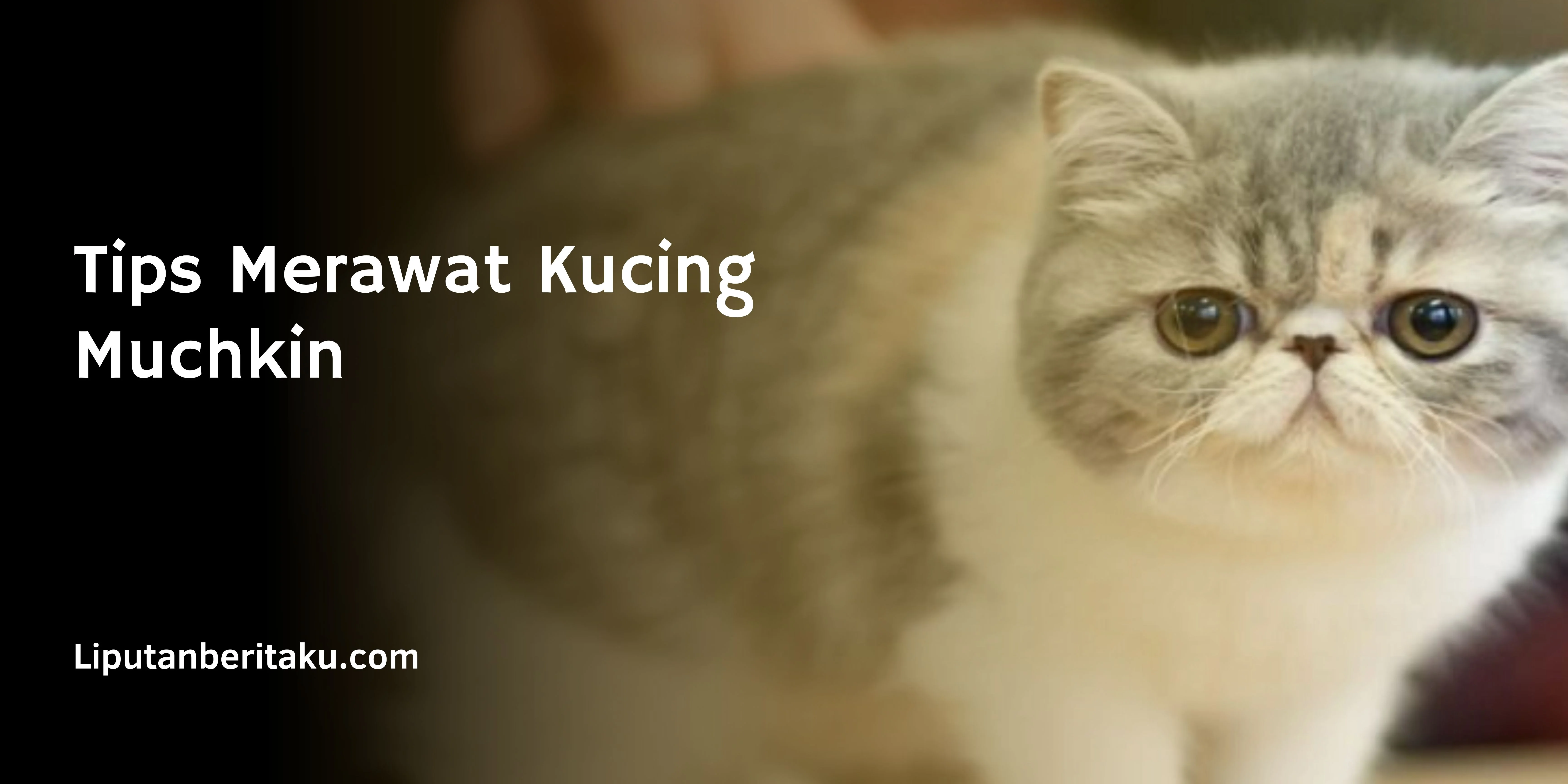 Tips Merawat Kucing Muchkin