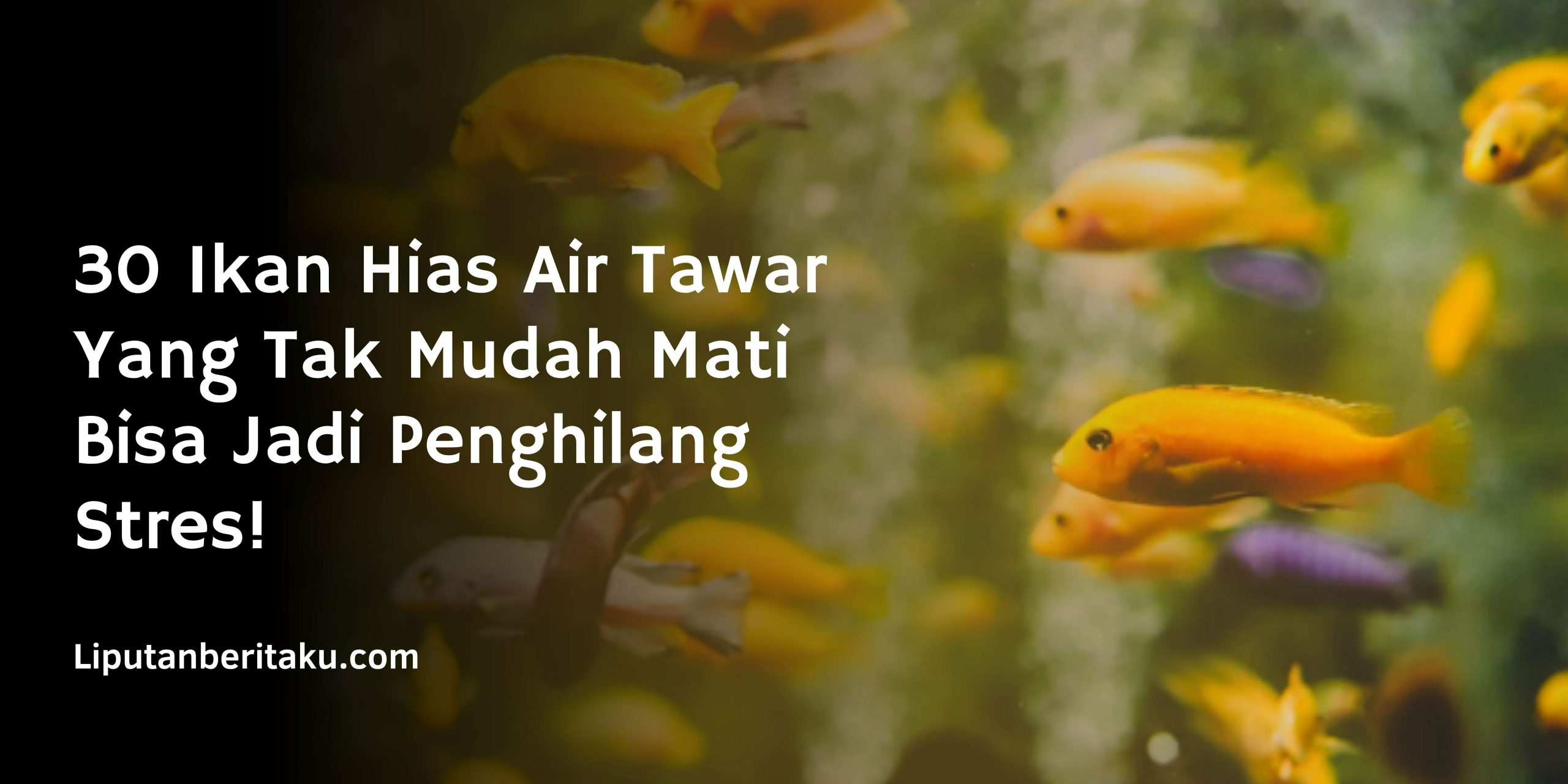 30 Ikan Hias Air Tawar Yang Tak Mudah Mati Bisa Jadi Penghilang Stres! 30 Ikan Hias Air Tawar Yang Tak Mudah Mati Bisa Jadi Penghilang Stres!