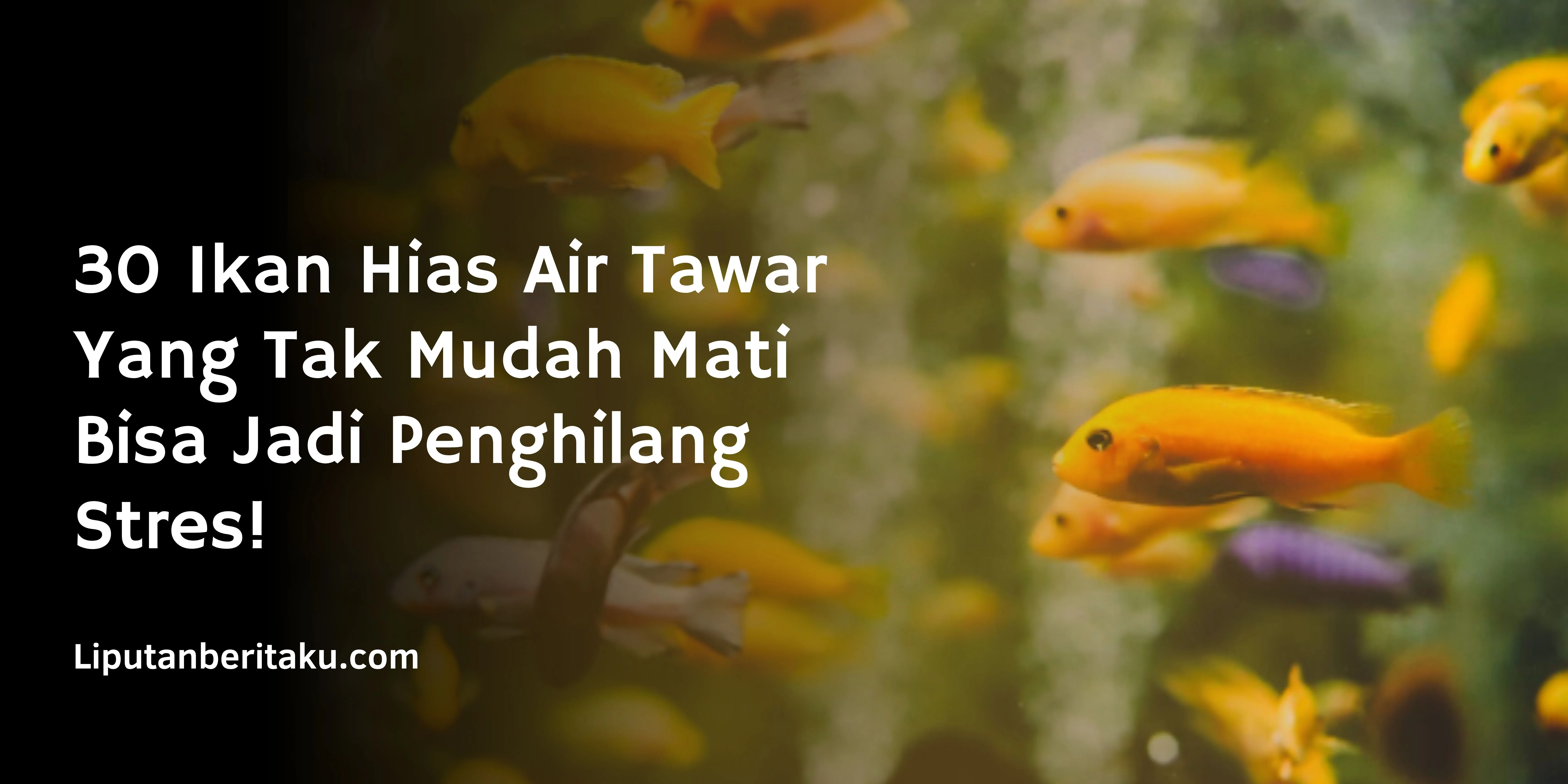 30 Ikan Hias Air Tawar Yang Tak Mudah Mati Bisa Jadi Penghilang Stres!