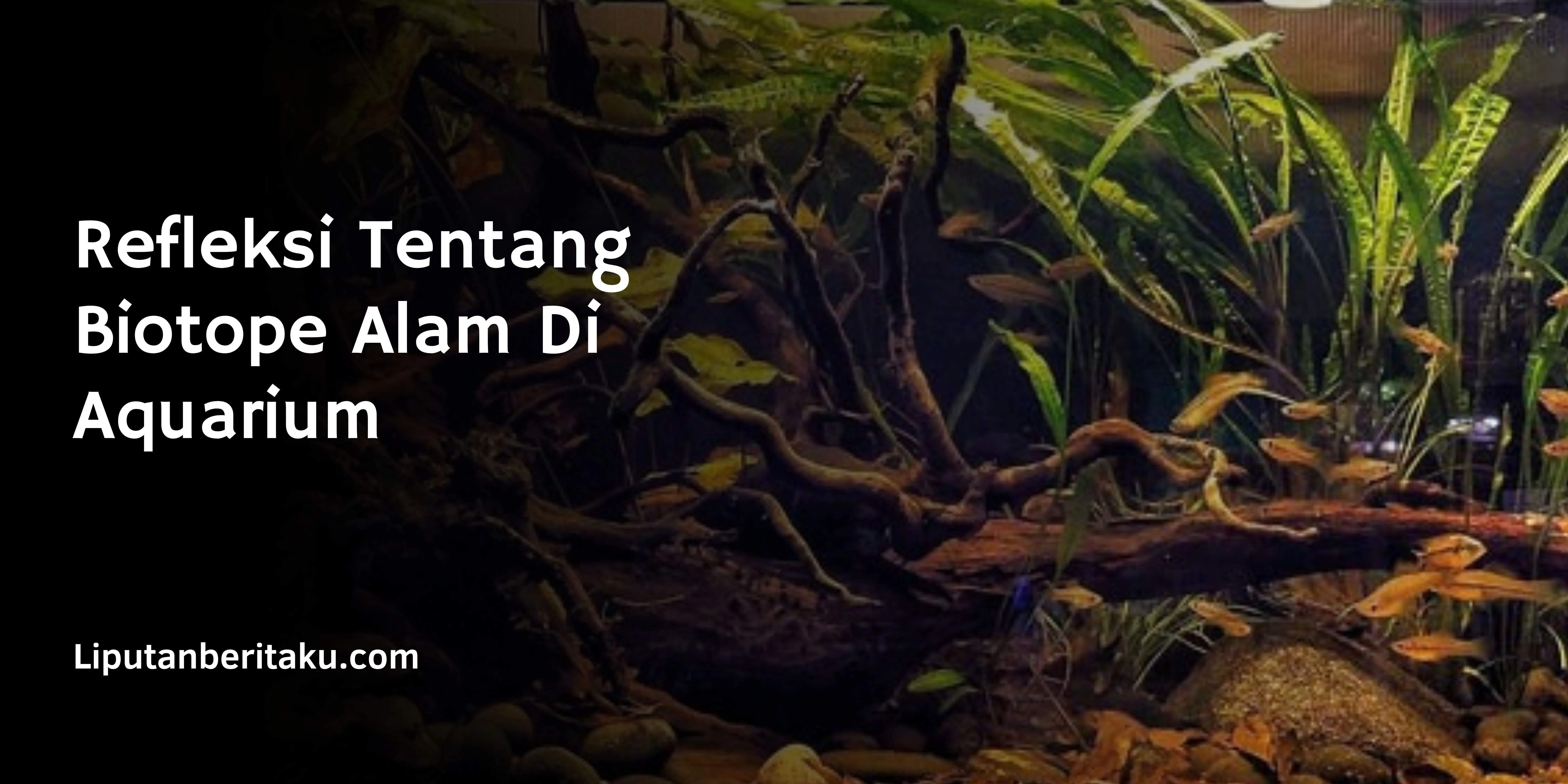 Refleksi Tentang Biotope Alam Di Aquarium
