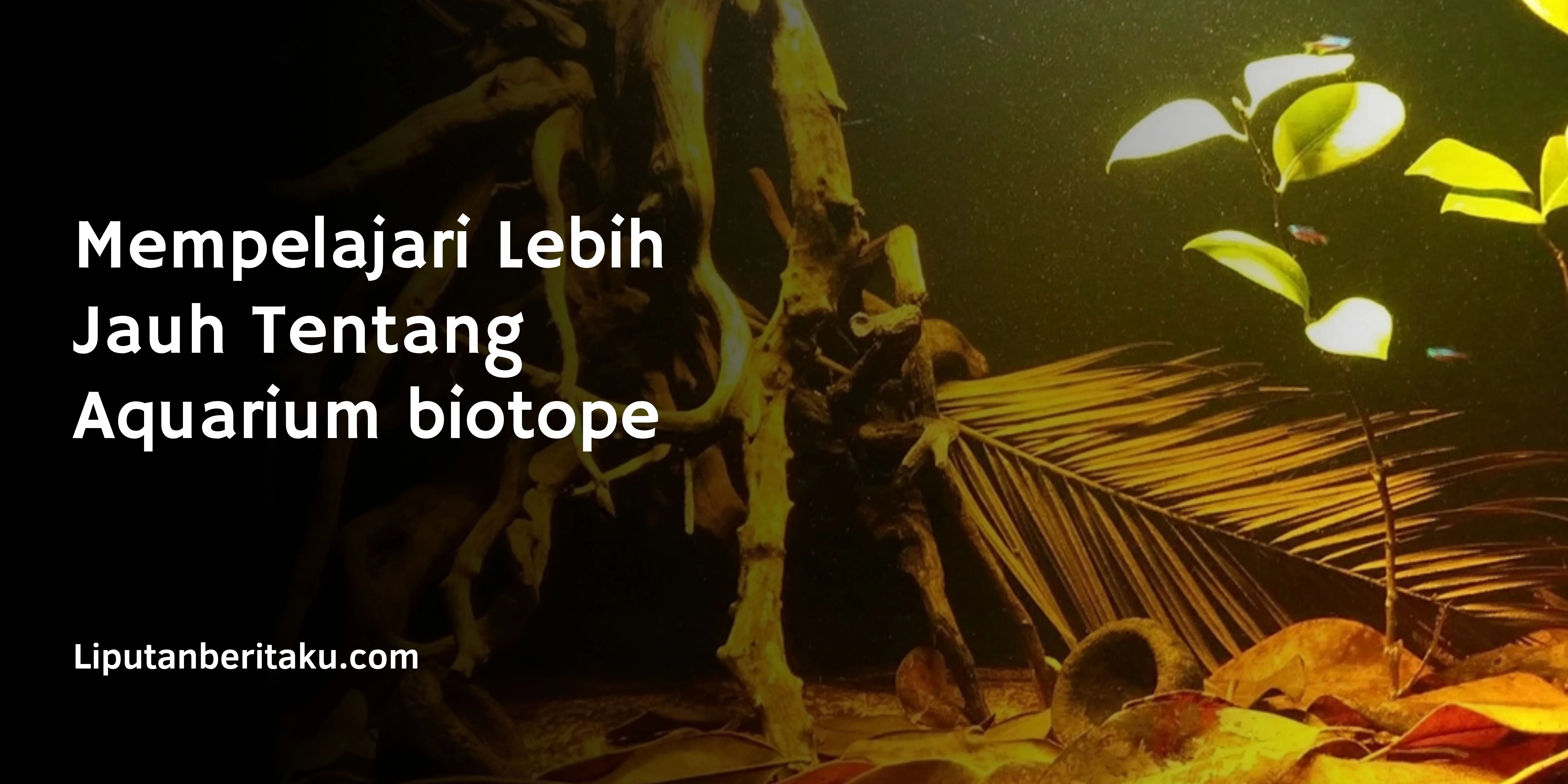 Mempelajari Lebih Jauh Tentang Aquarium biotope