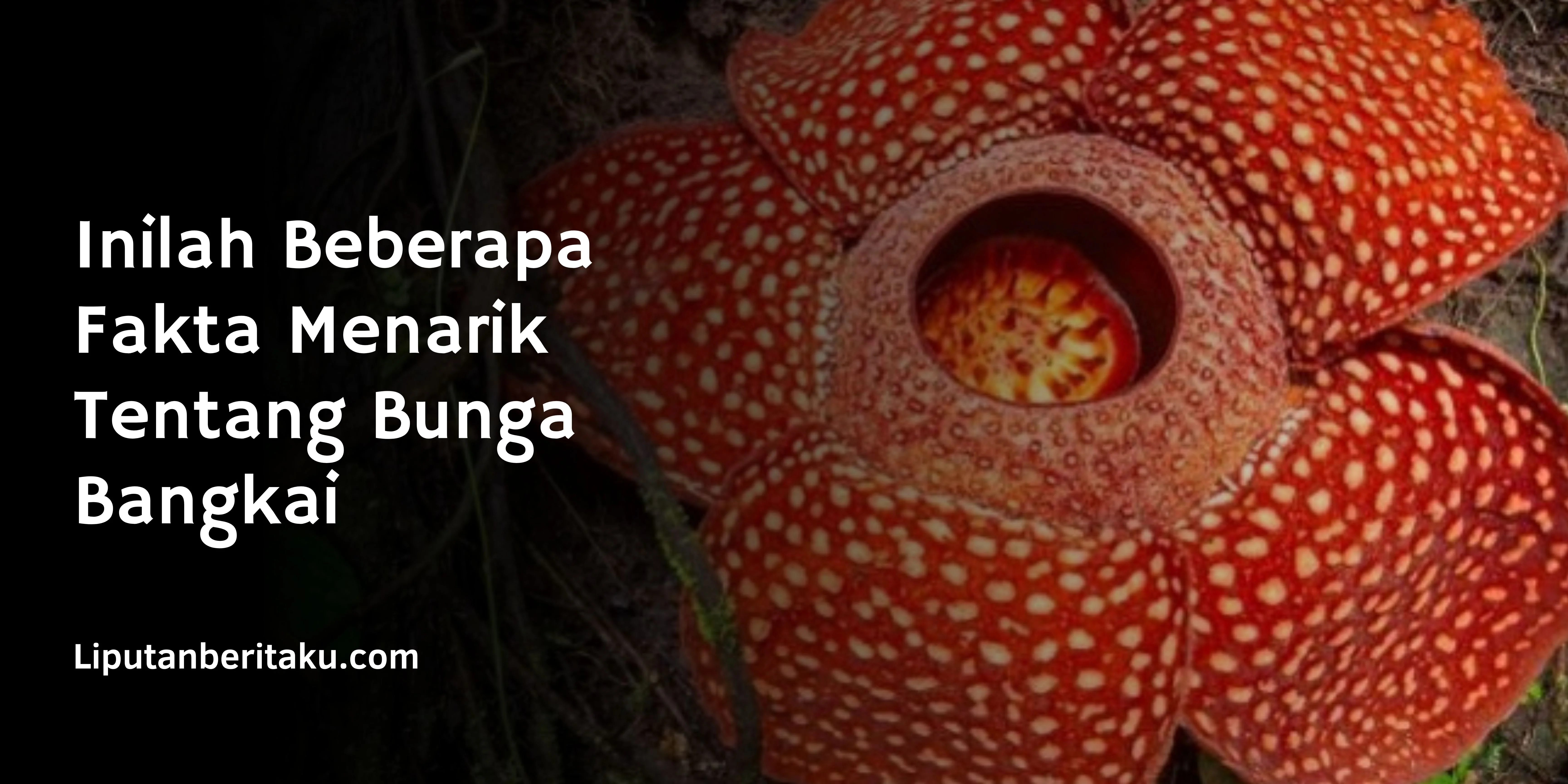Inilah Beberapa Fakta Menarik Tentang Bunga Bangkai