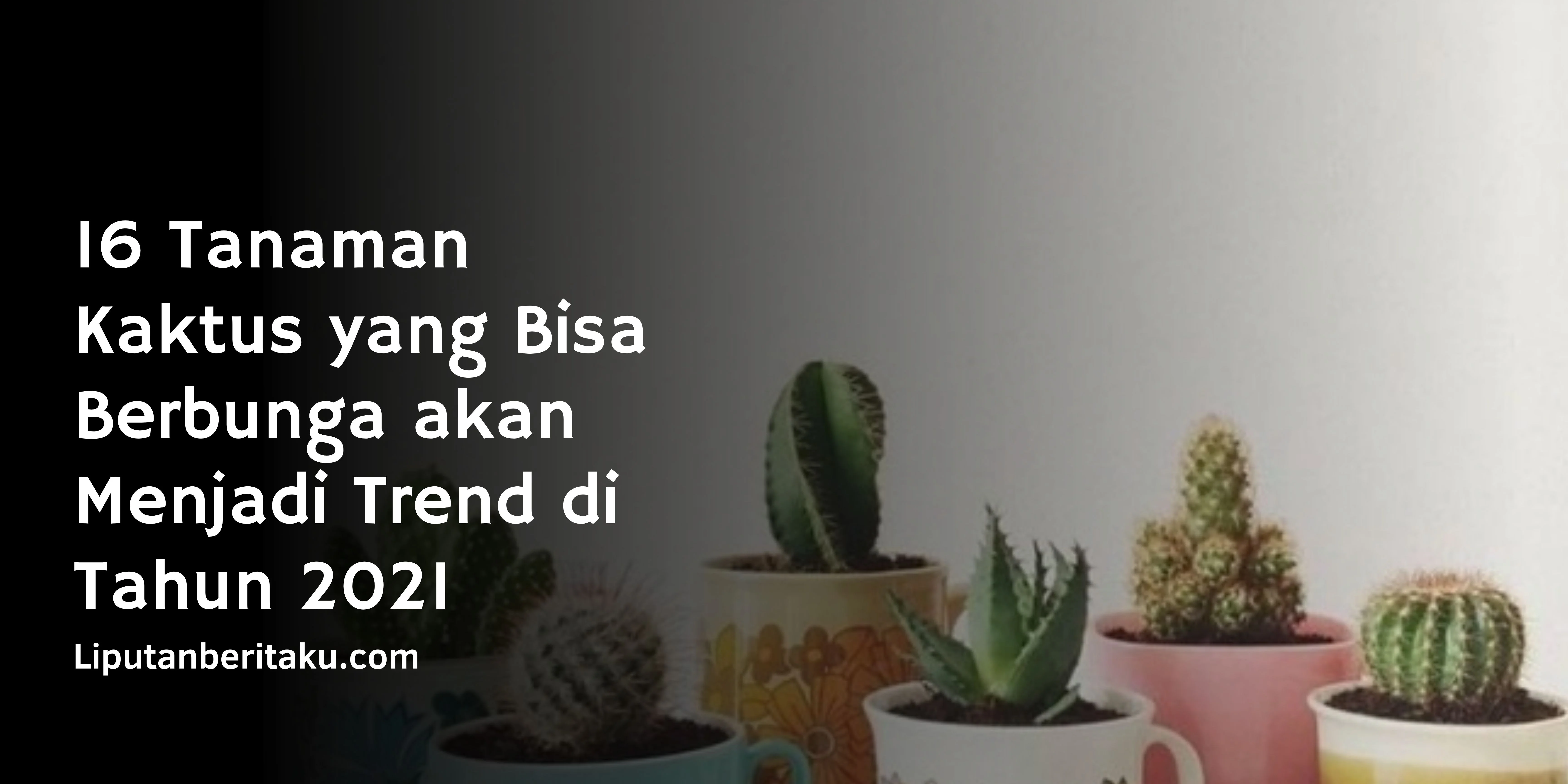 16 Tanaman Kaktus yang Bisa Berbunga akan Menjadi Trend di Tahun 2021