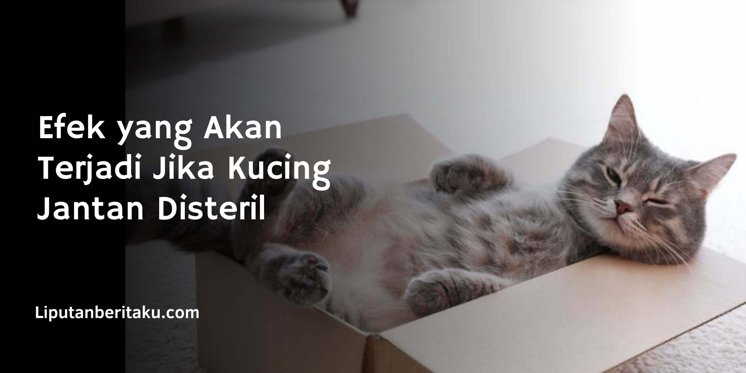 Efek yang Akan Terjadi Jika Kucing Jantan Disteril