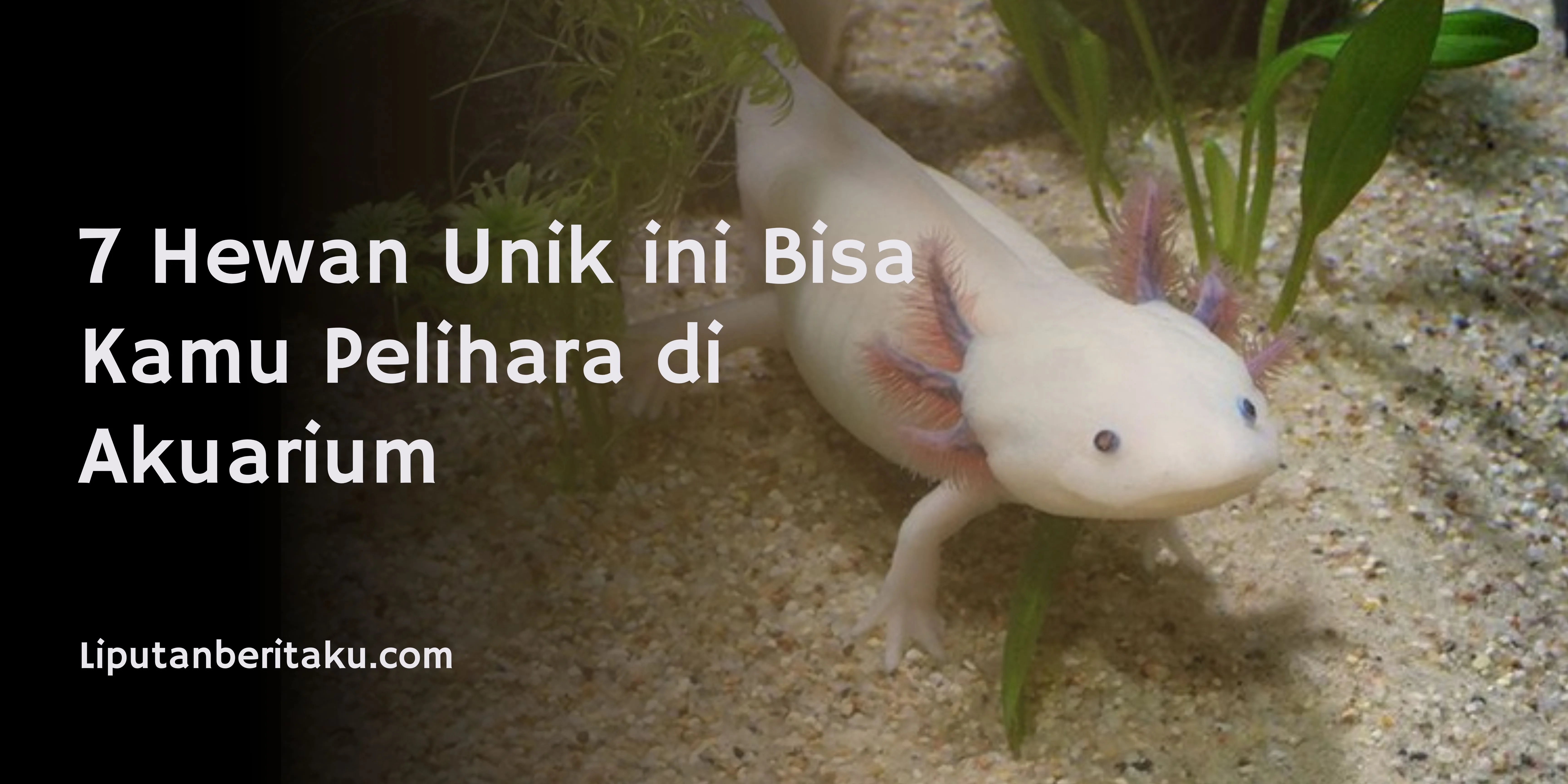 7 Hewan Unik ini Bisa Kamu Pelihara di Akuarium