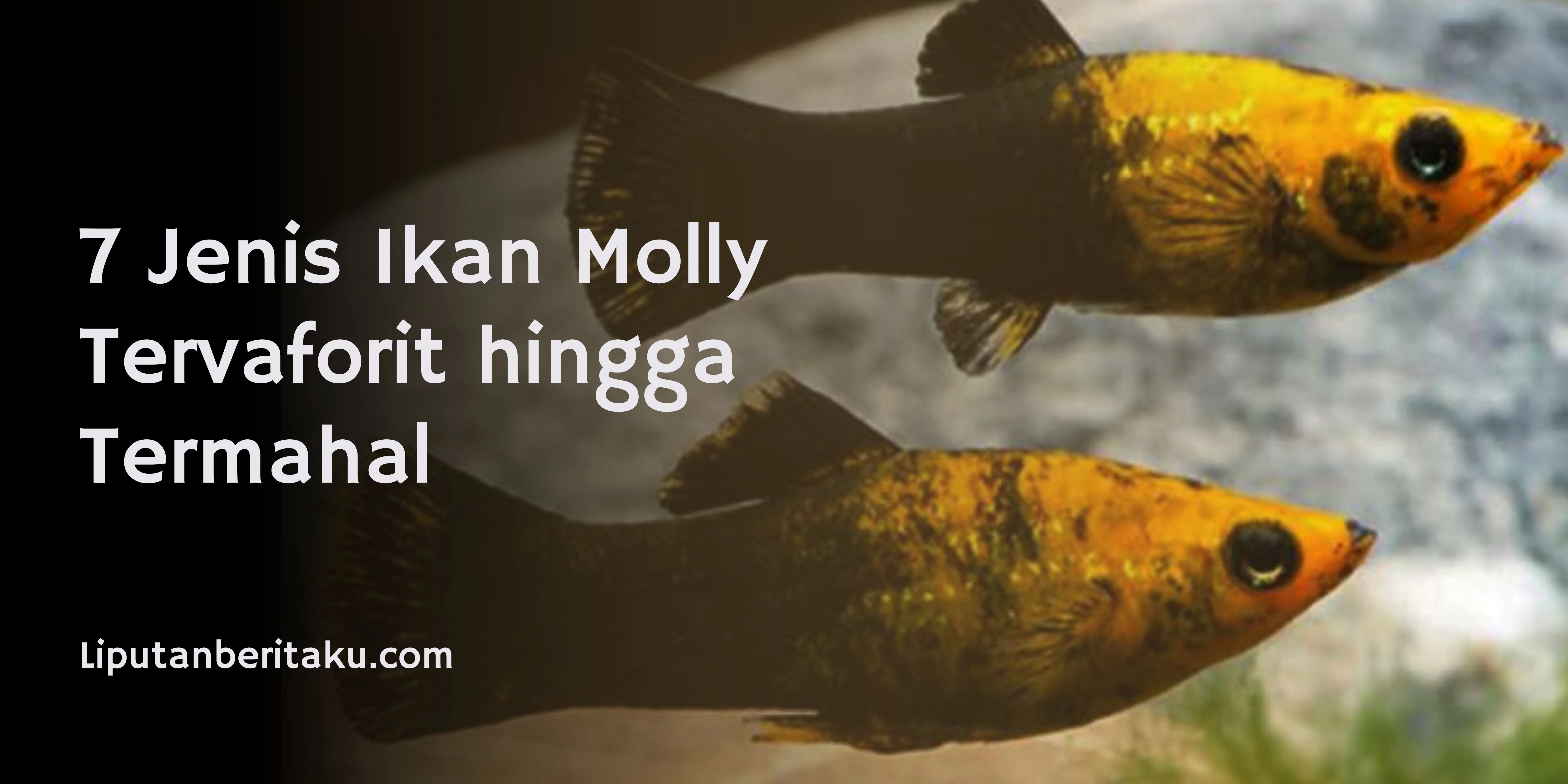 7 Jenis Ikan Molly Tervaforit hingga Termahal