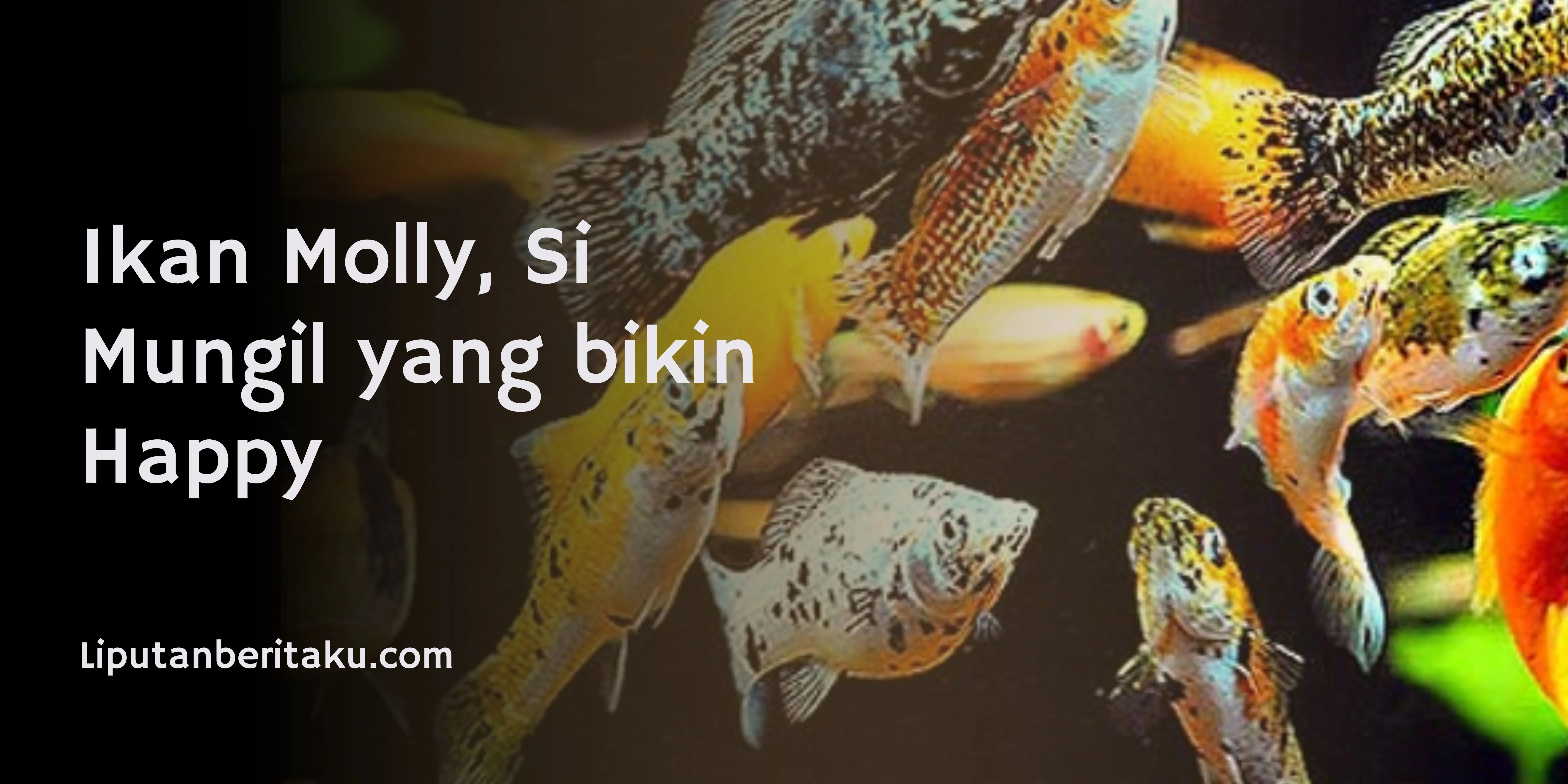 Ikan Molly, Si Mungil yang bikin Happy