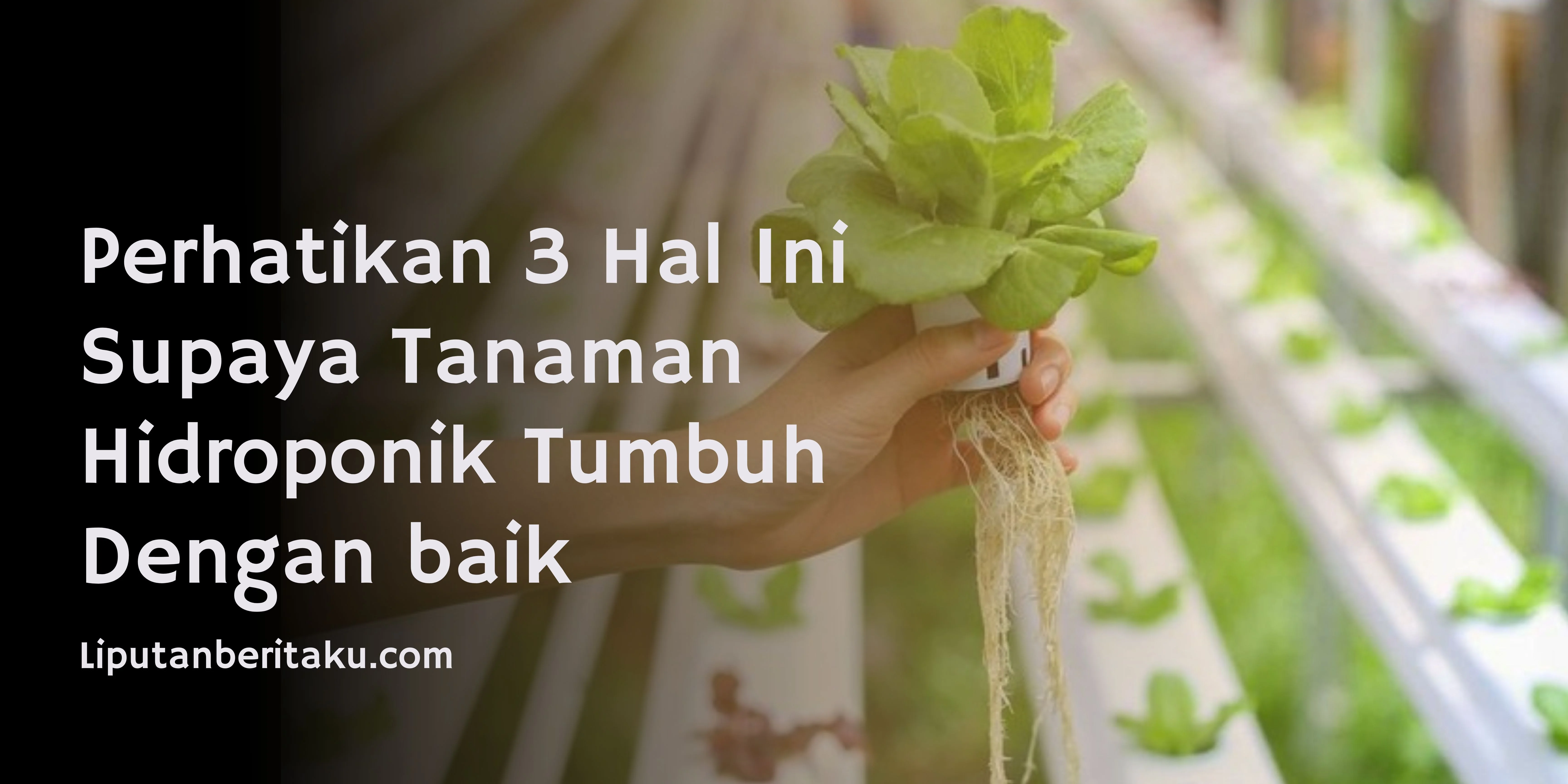 Perhatikan 3 Hal Ini Supaya Tanaman Hidroponik Tumbuh Dengan baik