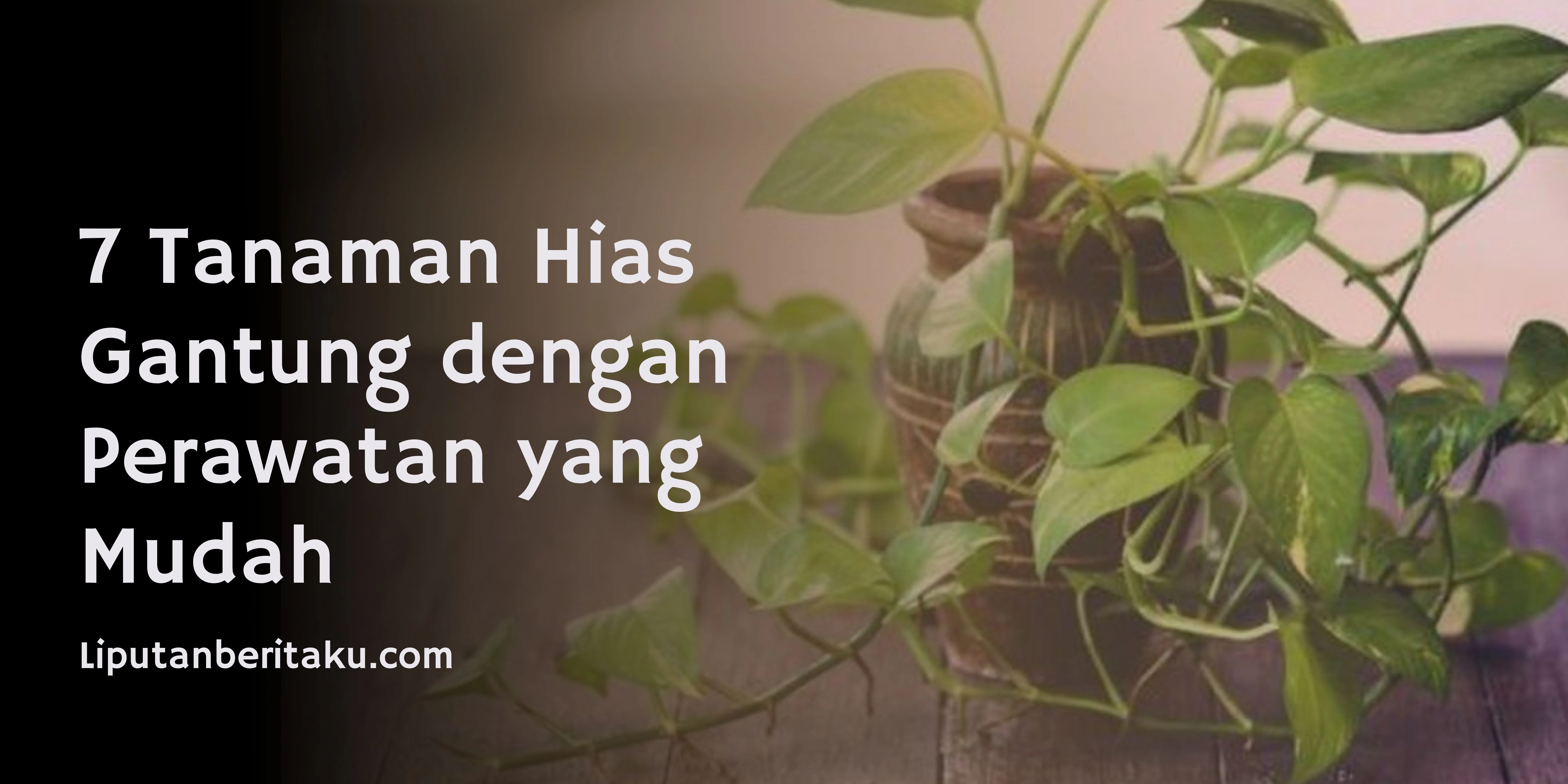 7 Tanaman Hias Gantung dengan Perawatan yang Mudah