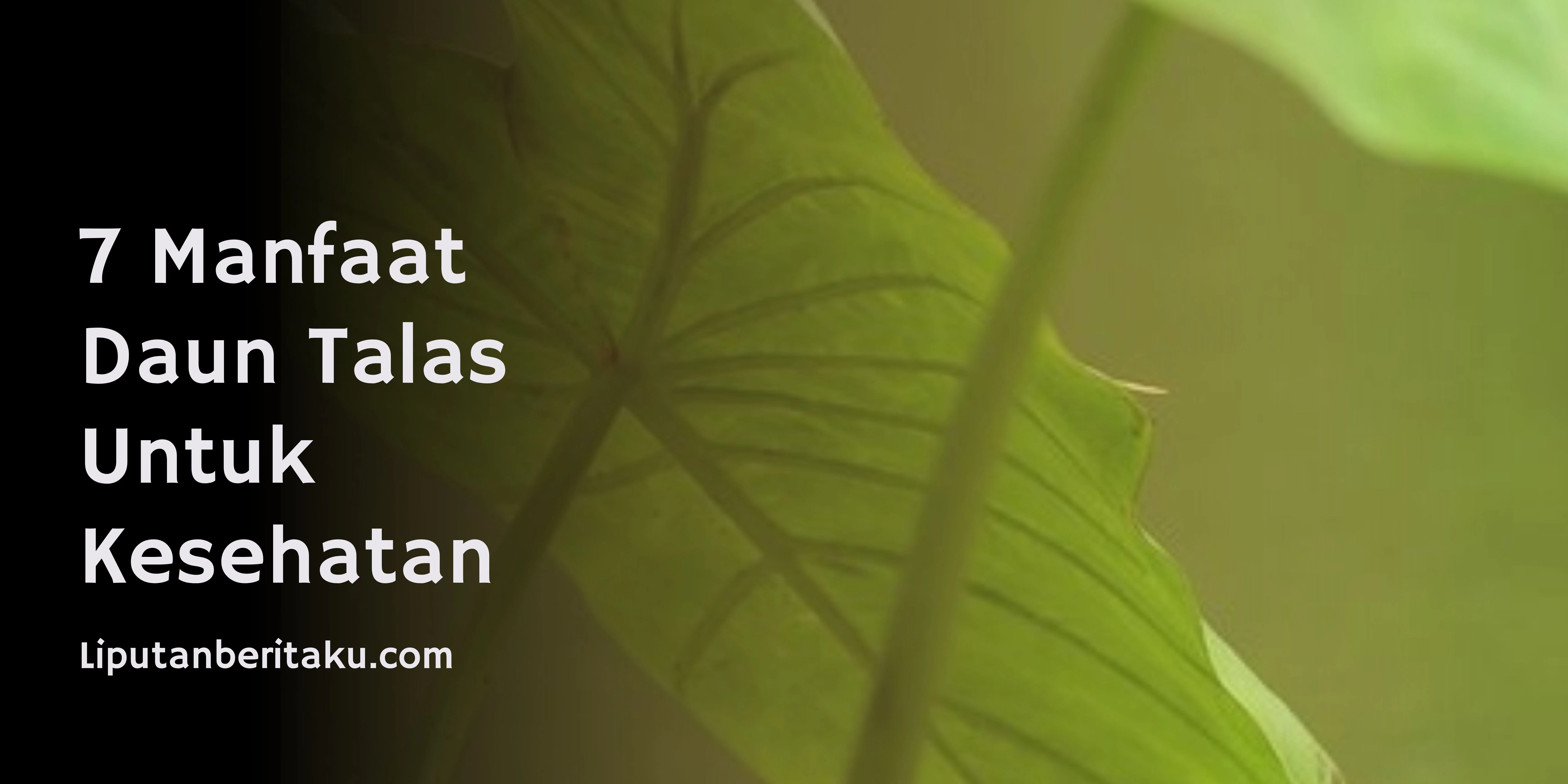 7 Manfaat Daun Talas Untuk Kesehatan 7 Manfaat Daun Talas Untuk Kesehatan