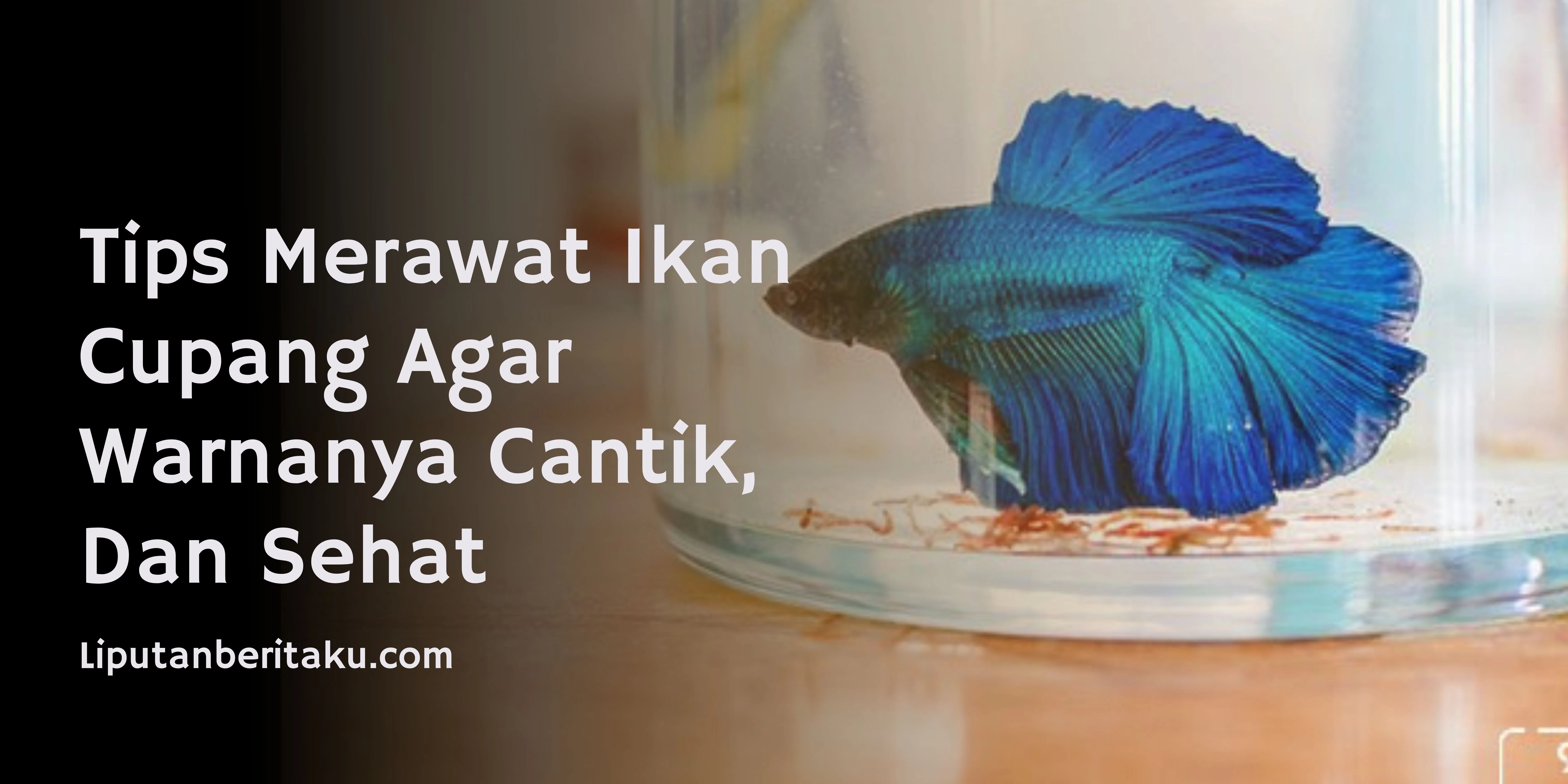 Tips Merawat Ikan Cupang Agar Warnanya Cantik, Dan Sehat