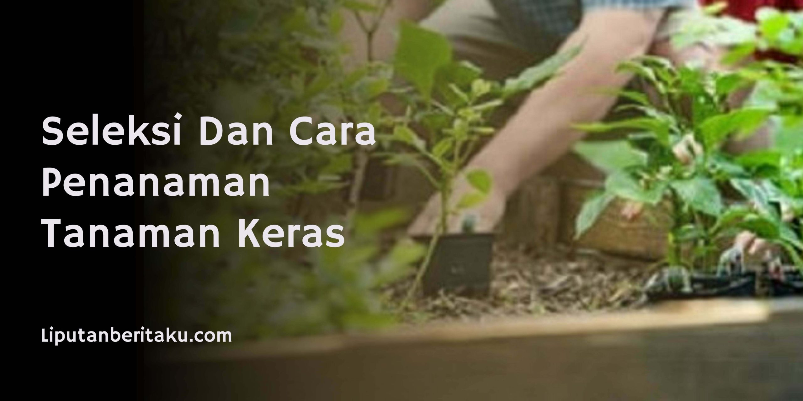 Seleksi Dan Cara Penanaman Tanaman Keras
