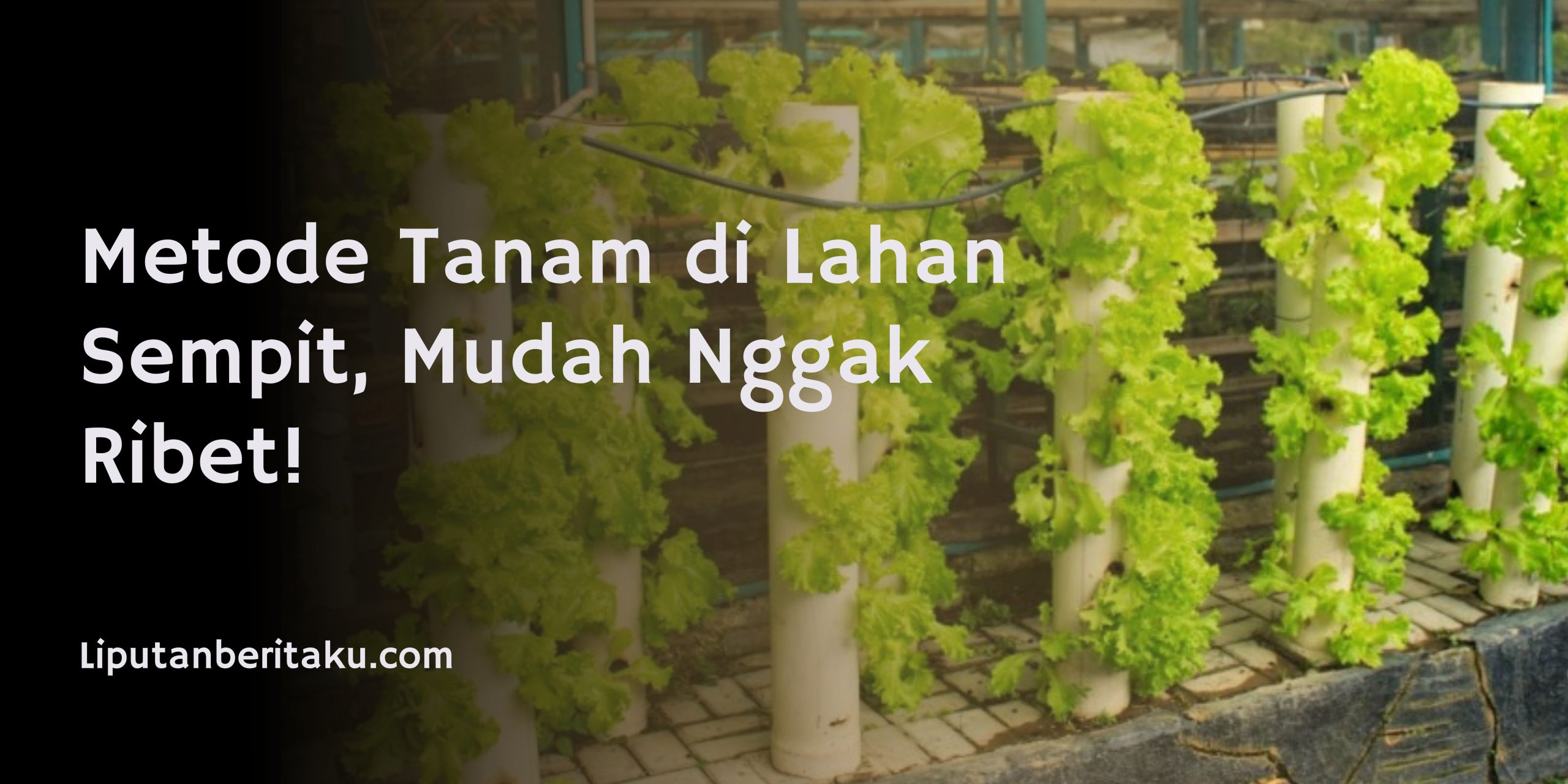 Metode Tanam di Lahan Sempit, Mudah Nggak Ribet! Metode Tanam di Lahan Sempit, Mudah Nggak Ribet!