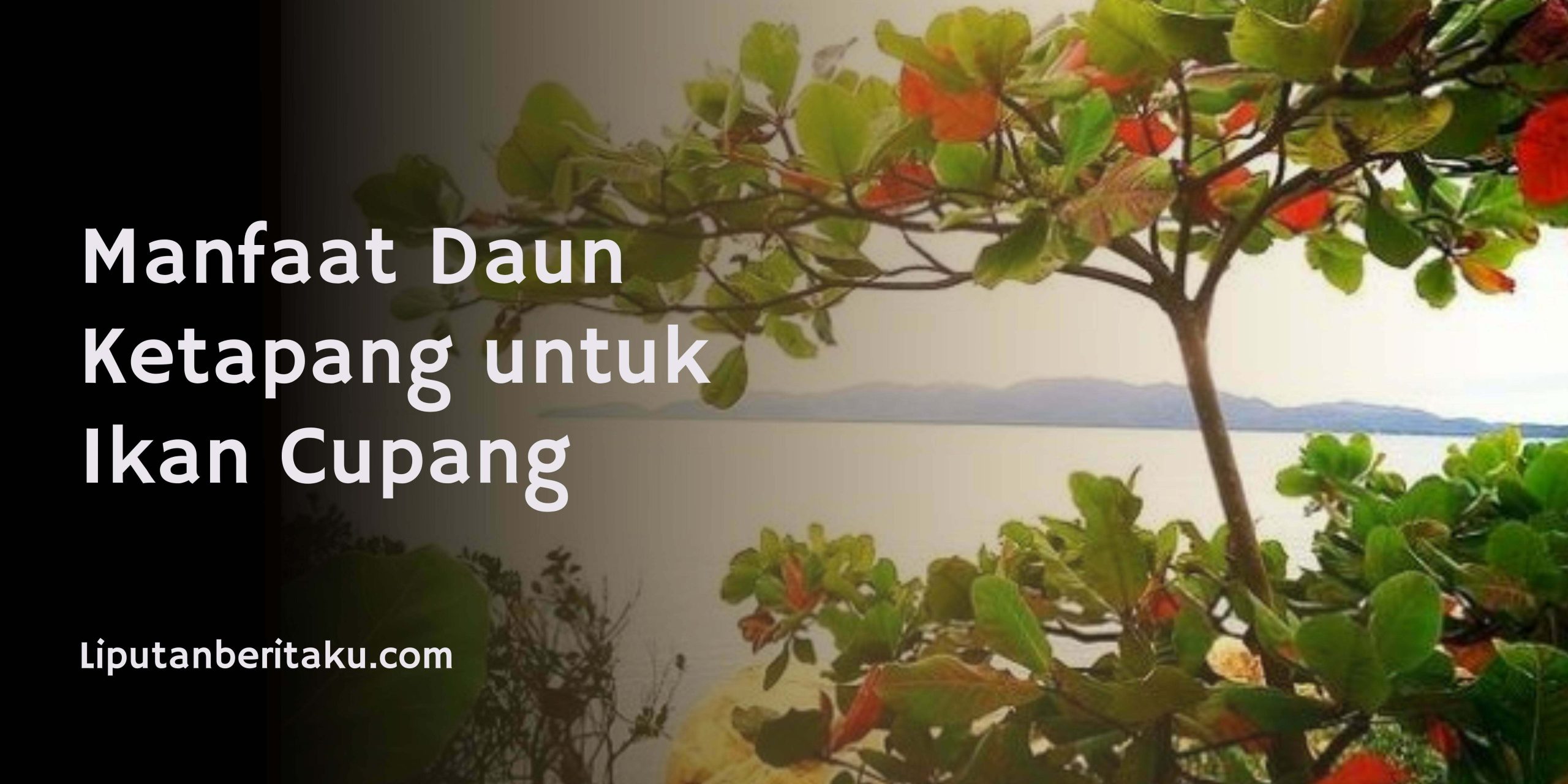 Manfaat Daun Ketapang untuk Ikan Cupang