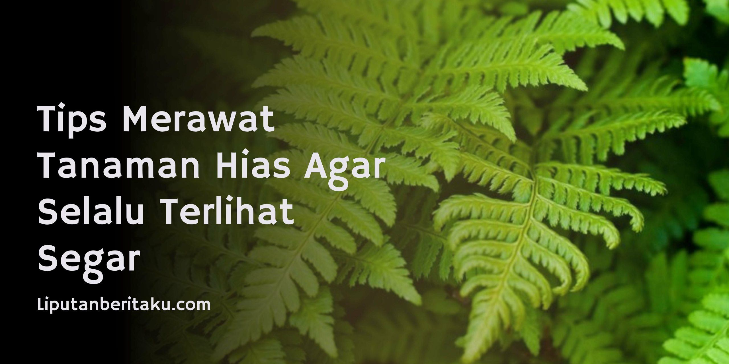 Macam-macam Tumbuhan Paku yang Cocok Dijadikan Tanaman Hias.