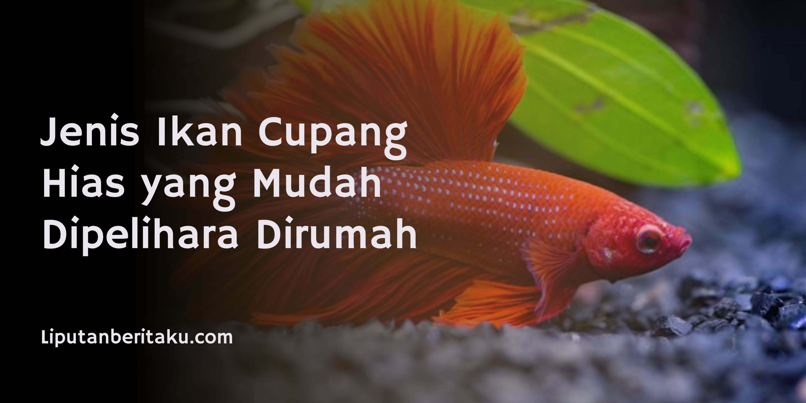 Jenis Ikan Cupang Hias yang Mudah Dipelihara Dirumah