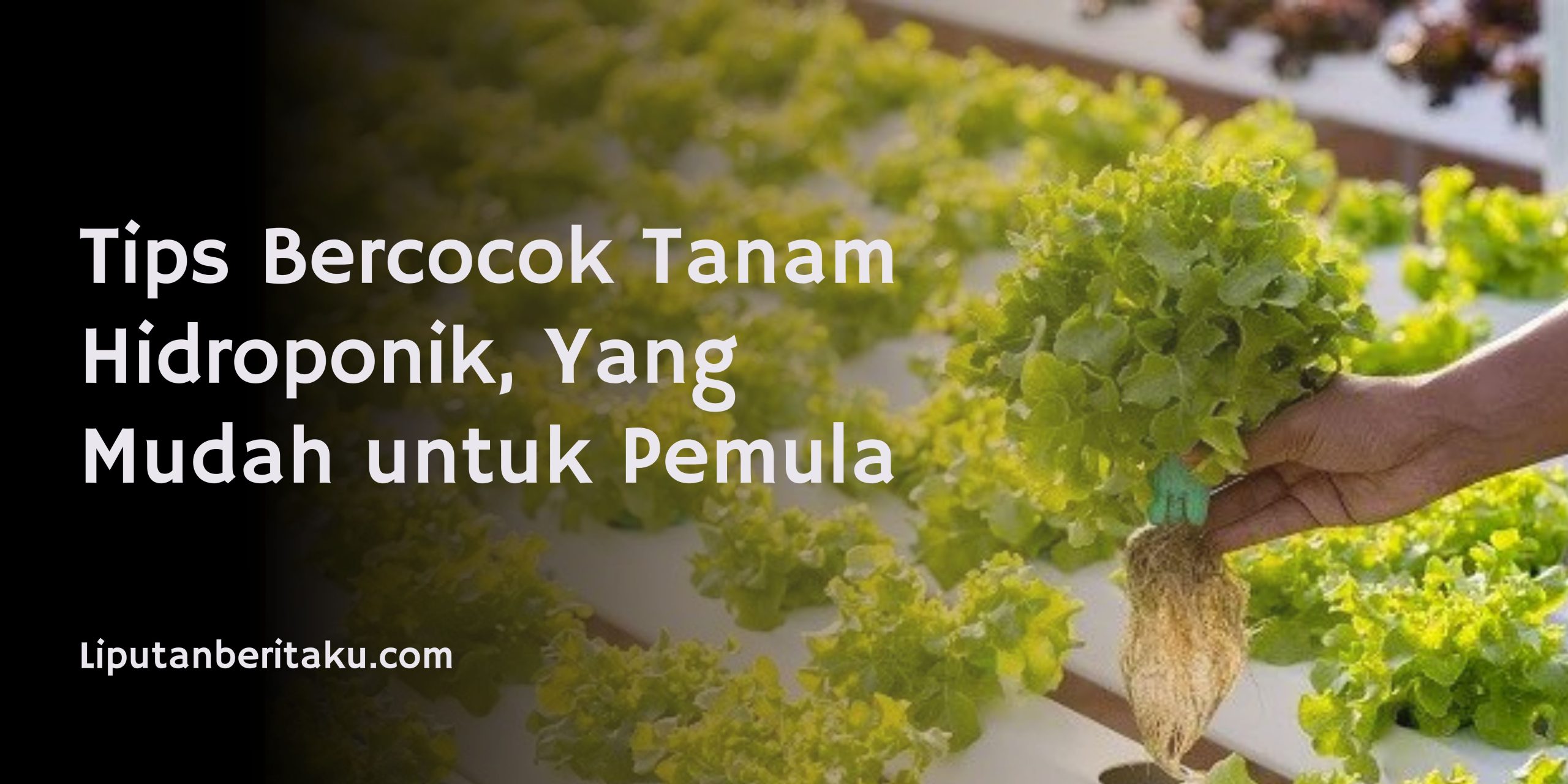 Tips Bercocok Tanam Hidroponik, Yang Mudah untuk Pemula Tips Bercocok Tanam Hidroponik, Yang Mudah untuk Pemula