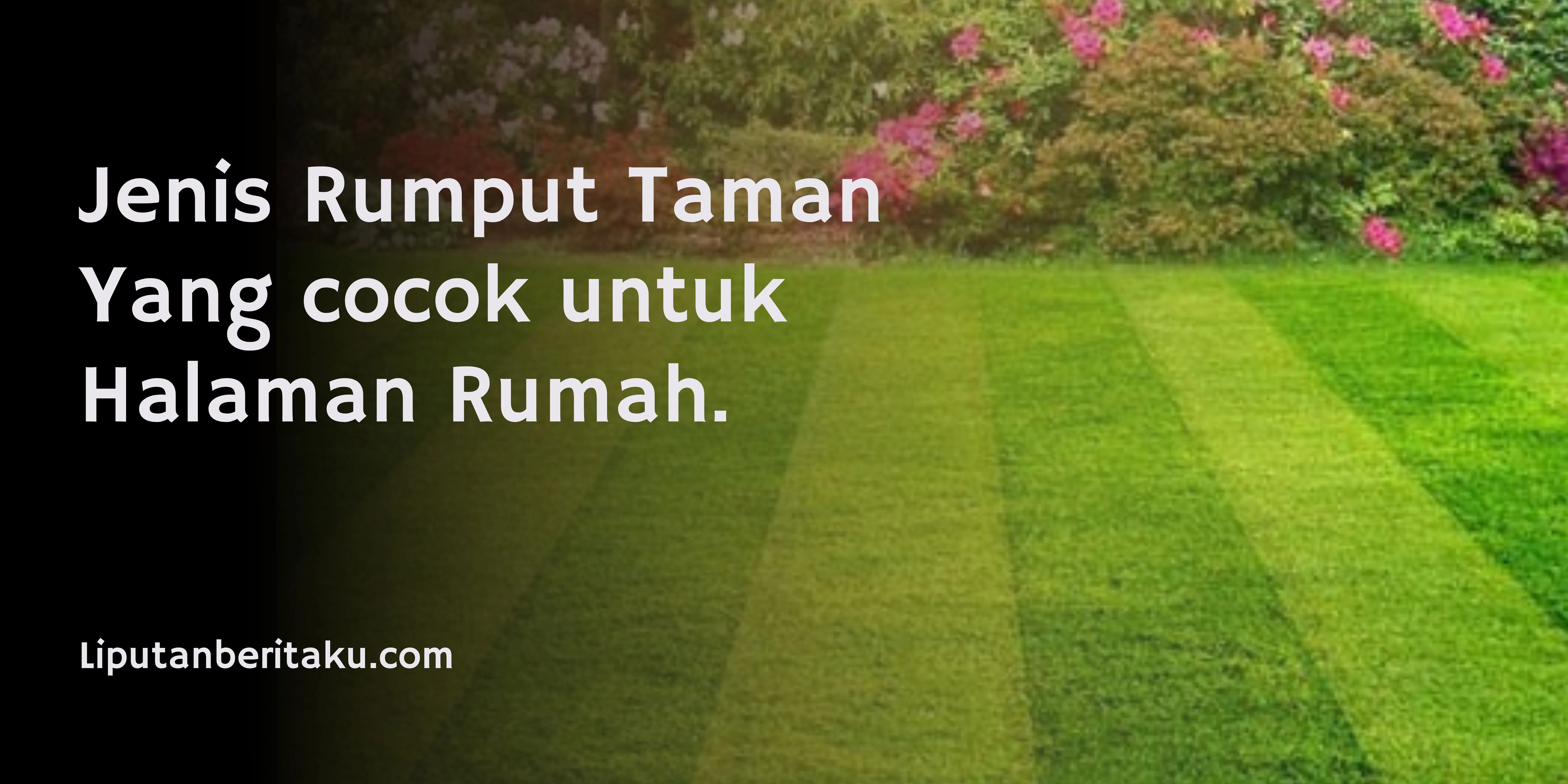 Jenis Rumput Taman Yang cocok untuk Halaman Rumah.
