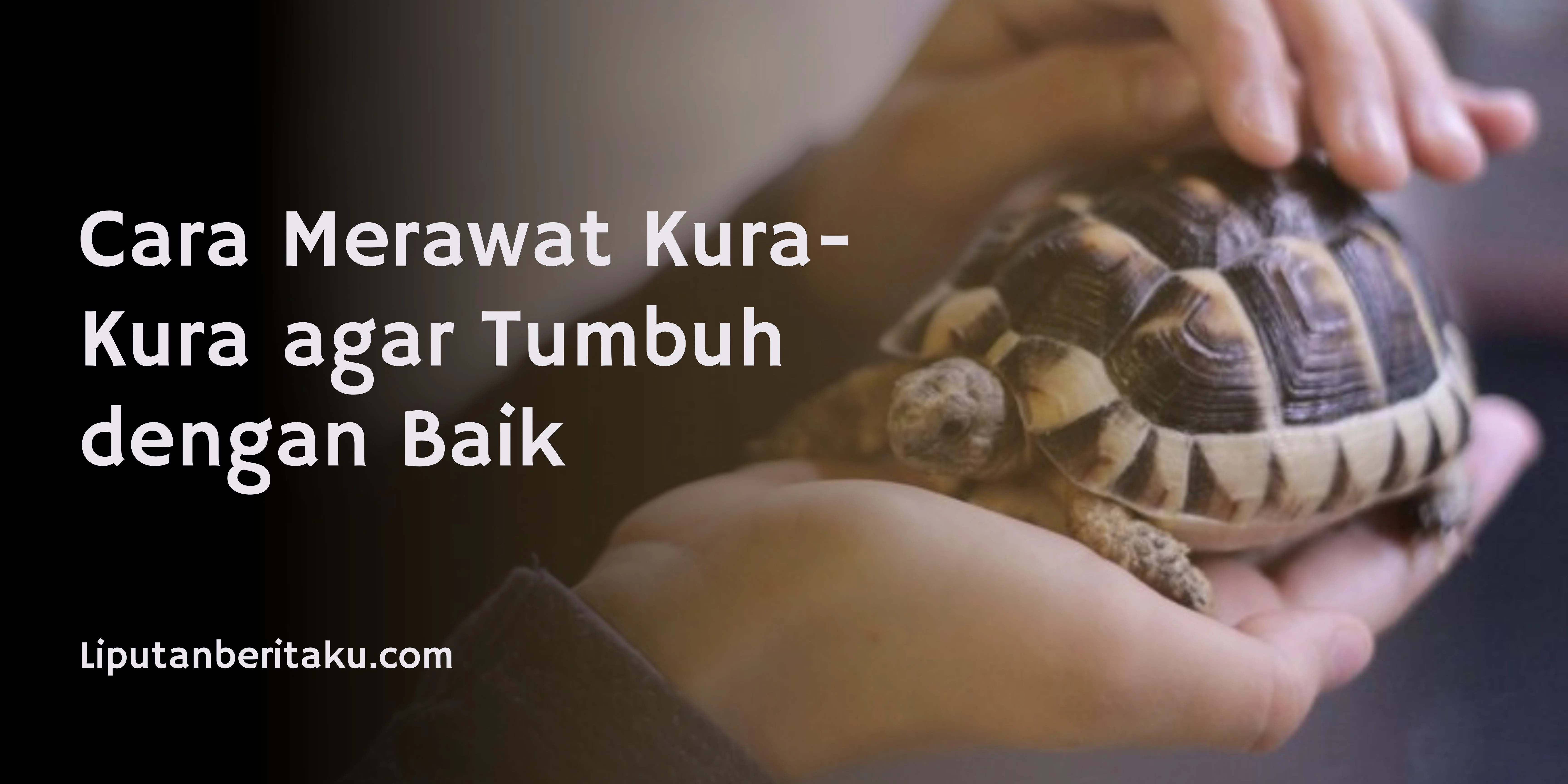 Cara Merawat Kura-Kura agar Tumbuh dengan Baik