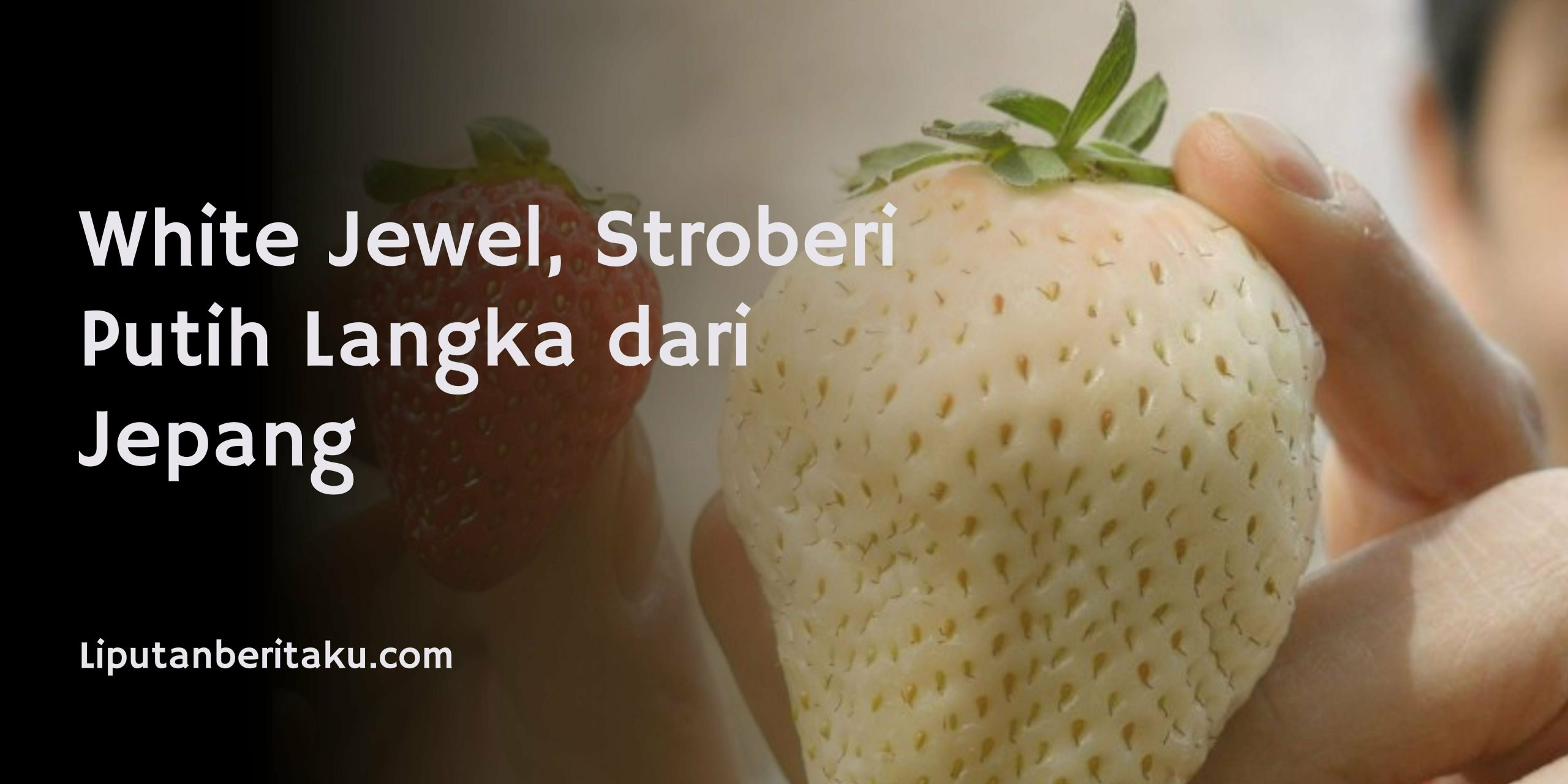 White Jewel, Stroberi Putih Langka dari Jepang White Jewel, Stroberi Putih Langka dari Jepang