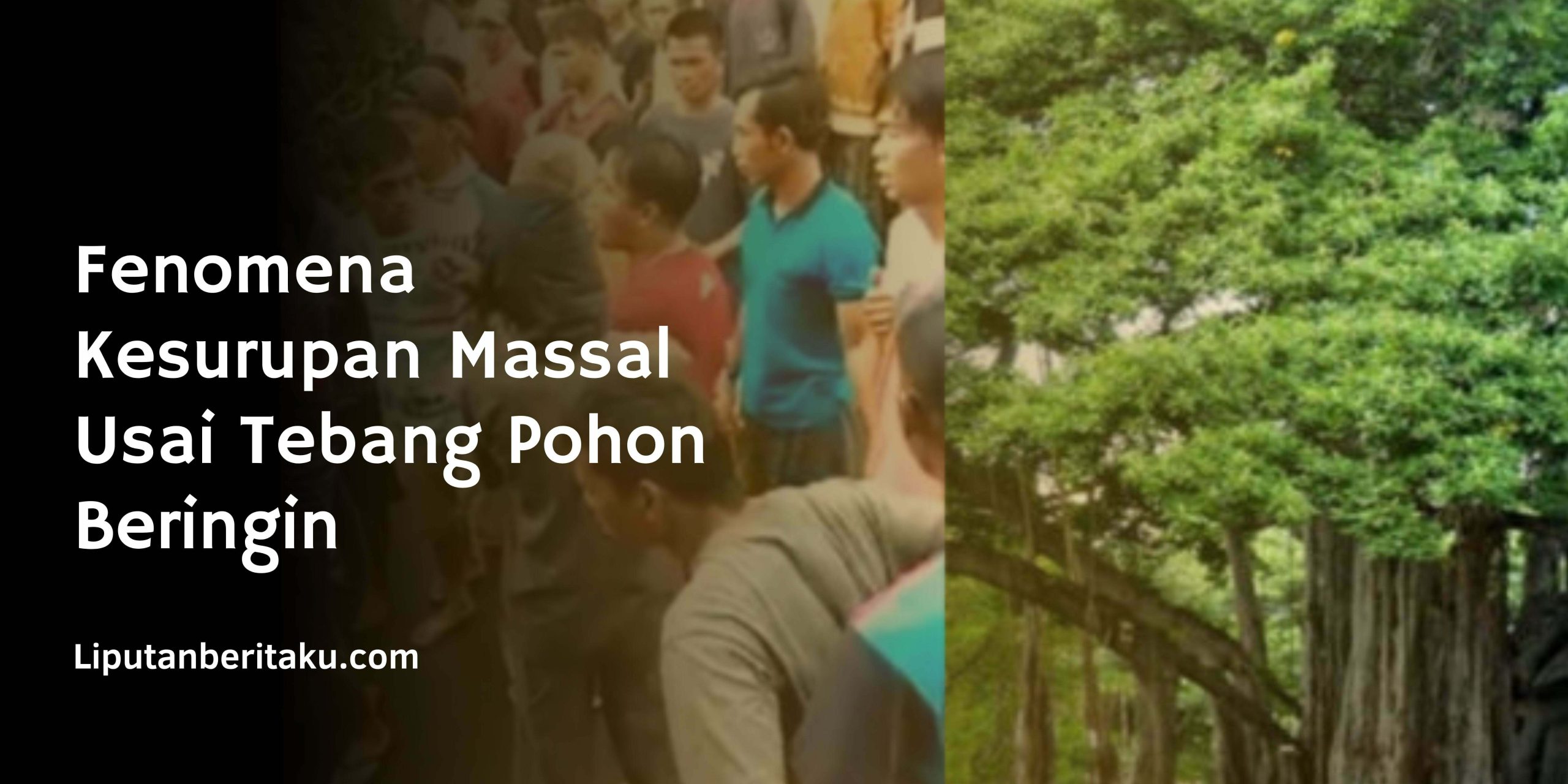 Fenomena Kesurupan Massal  Usai Tebang Pohon Beringin