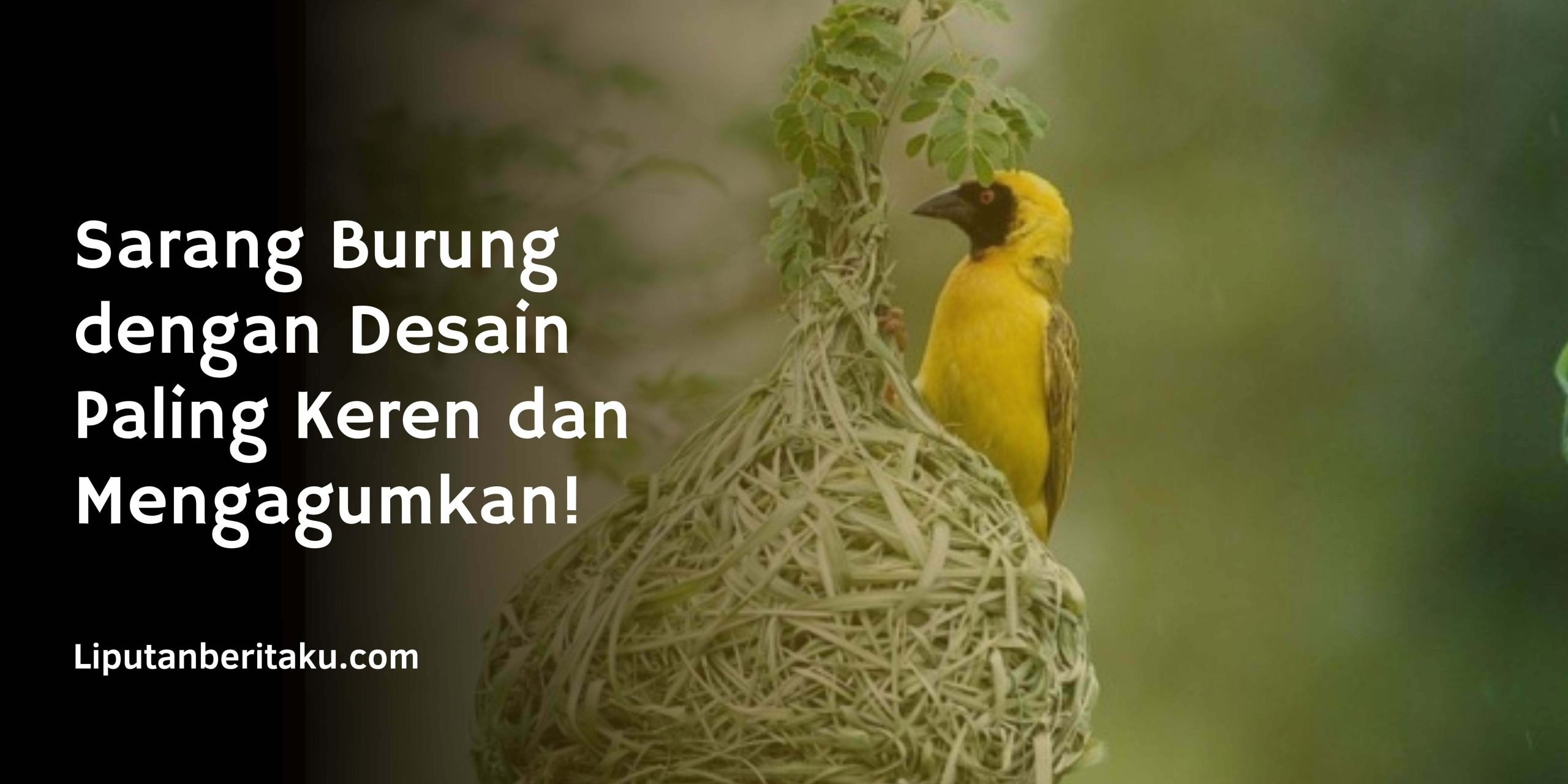 Sarang Burung dengan Desain Paling Keren dan Mengagumkan!