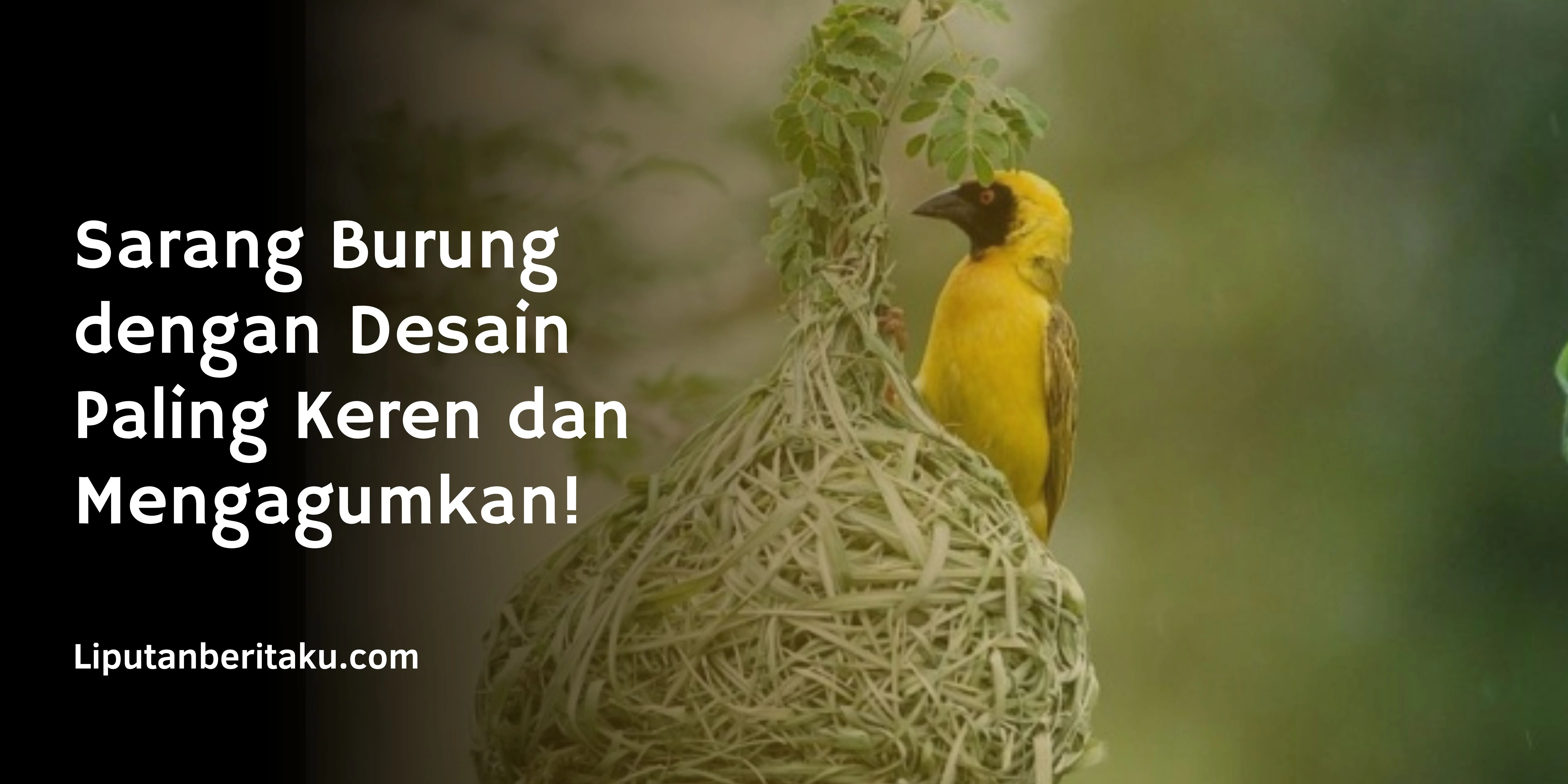 Sarang Burung dengan Desain Paling Keren dan Mengagumkan!