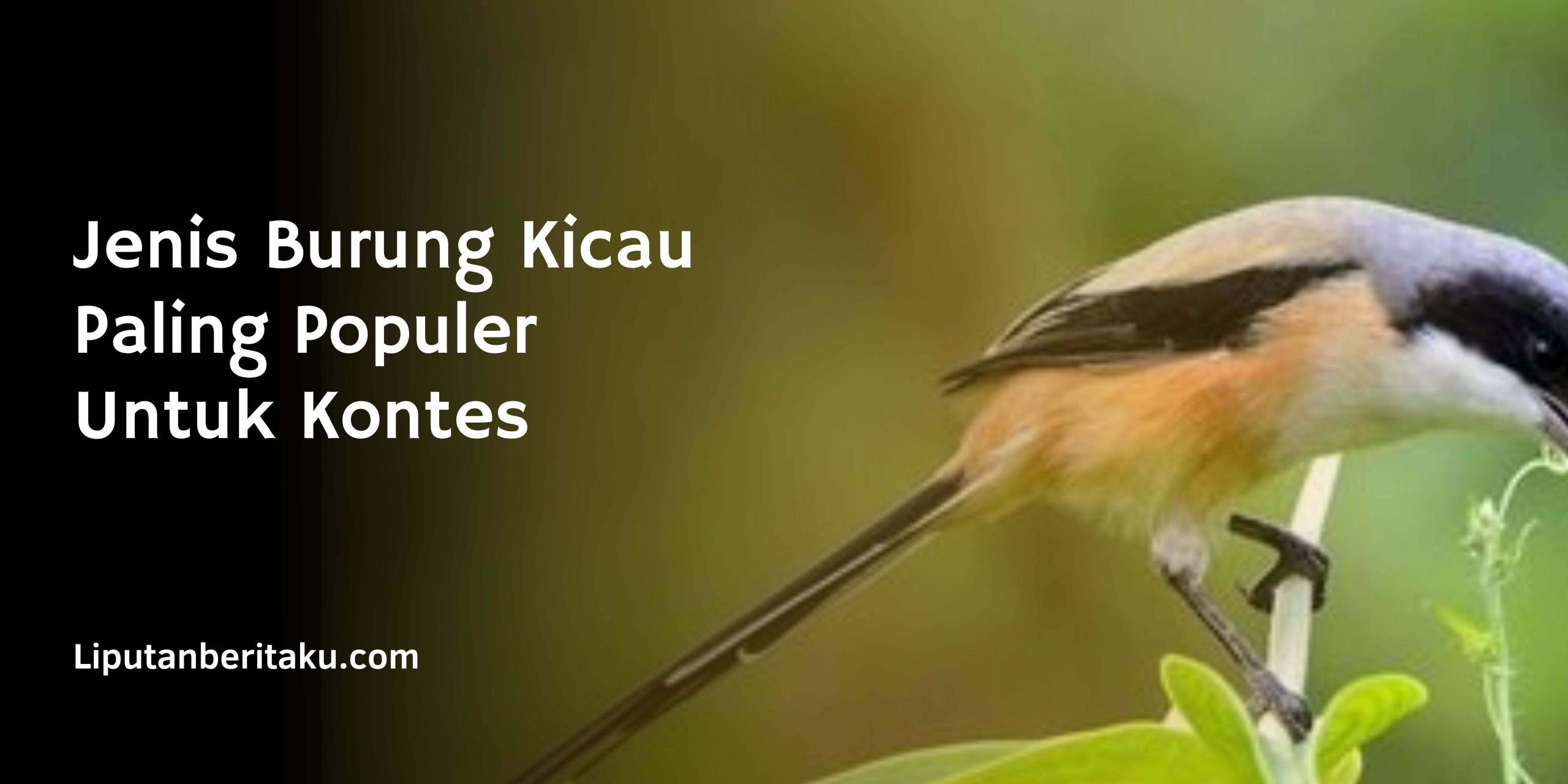 Jenis Burung Kicau Paling Populer Untuk Kontes