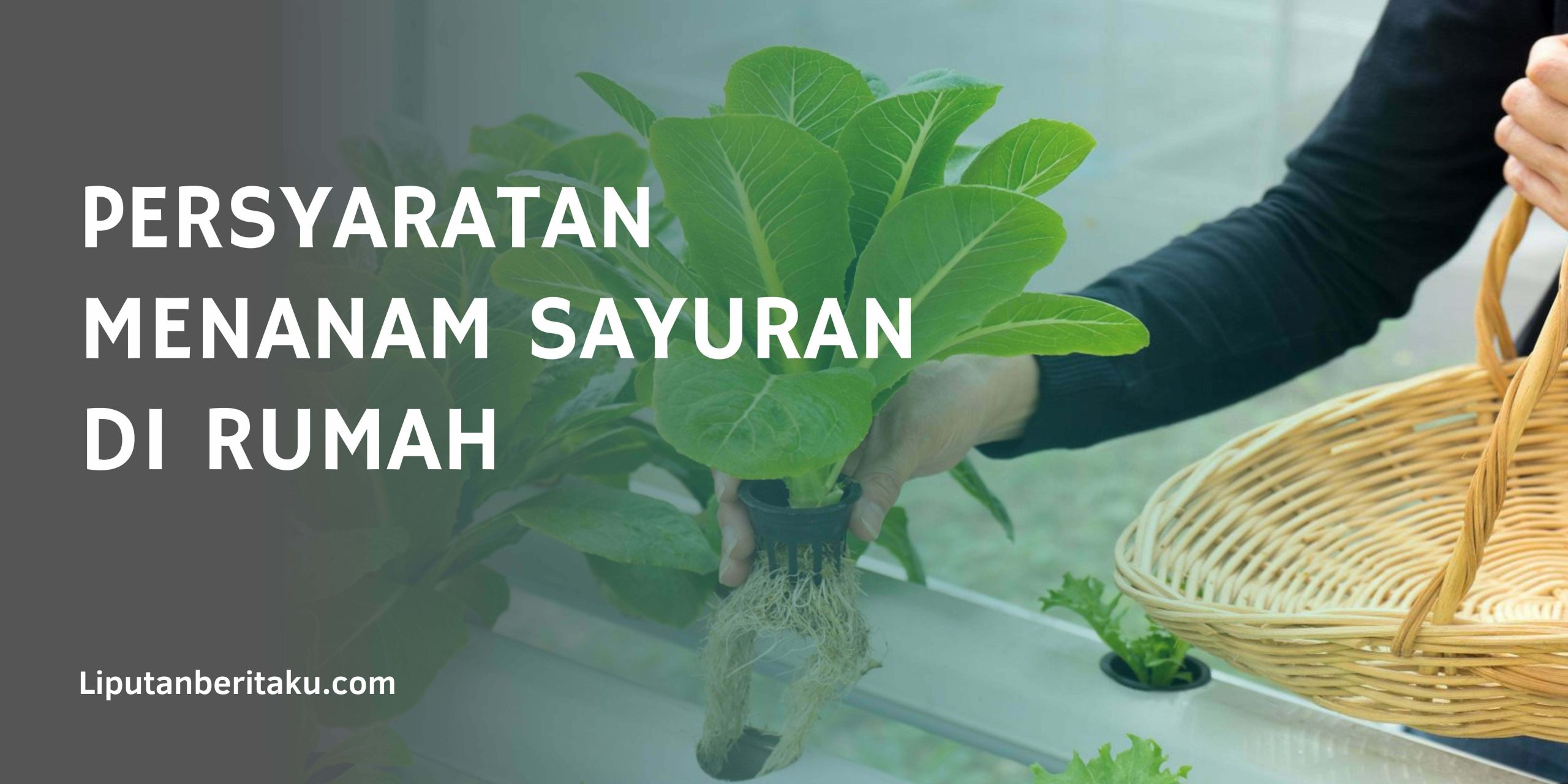PERSYARATAN MENANAM SAYURAN DI RUMAH