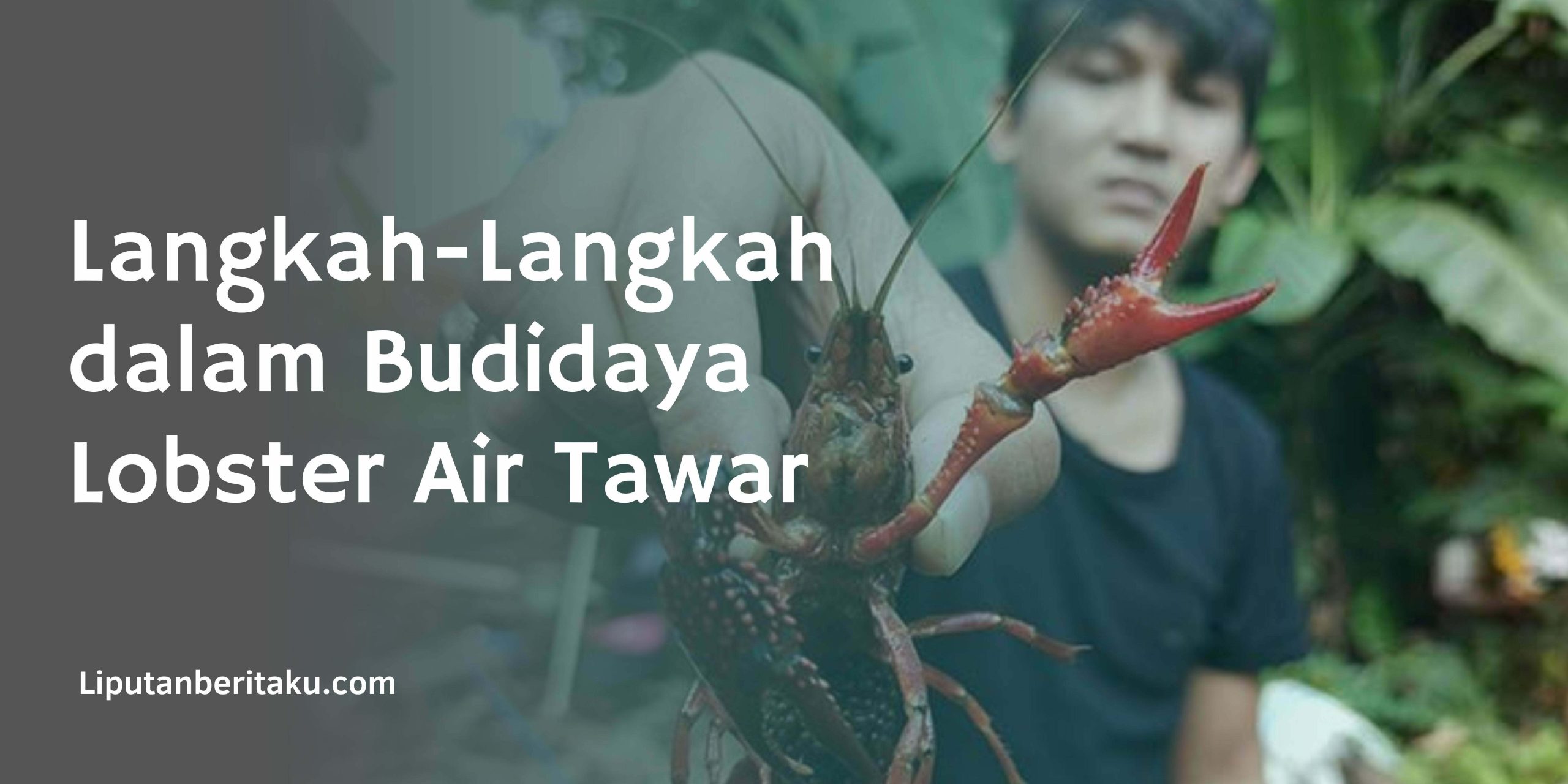 Langkah-Langkah dalam Budidaya Lobster Air Tawar