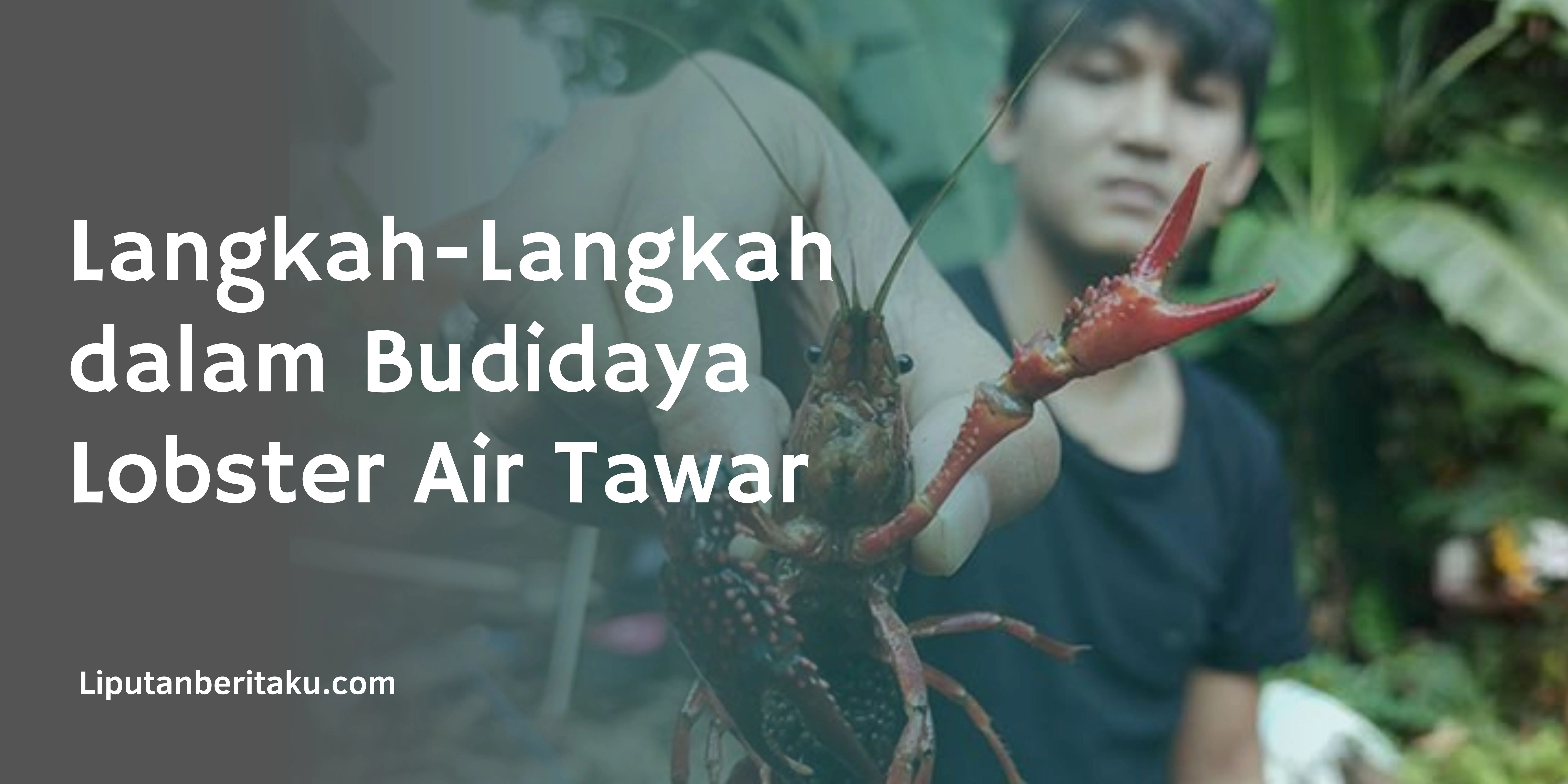 Langkah-Langkah dalam Budidaya Lobster Air Tawar