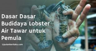 Dasar Dasar Budidaya Lobster Air Tawar untuk Pemula