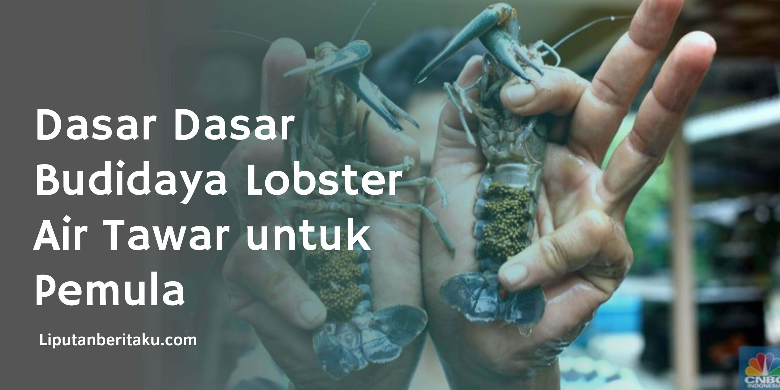 Dasar Dasar Budidaya Lobster Air Tawar untuk Pemula