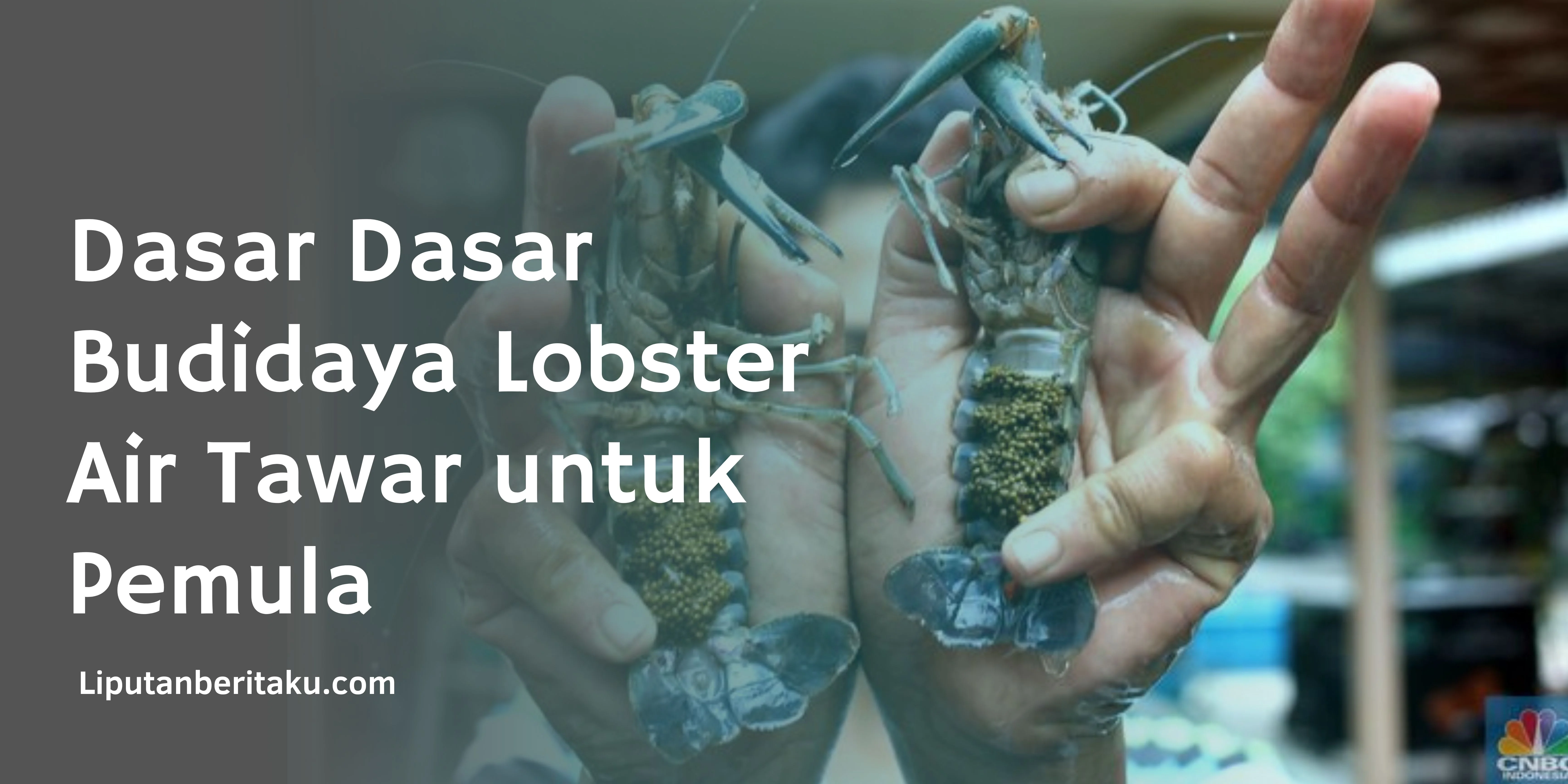 Dasar Dasar Budidaya Lobster Air Tawar untuk Pemula