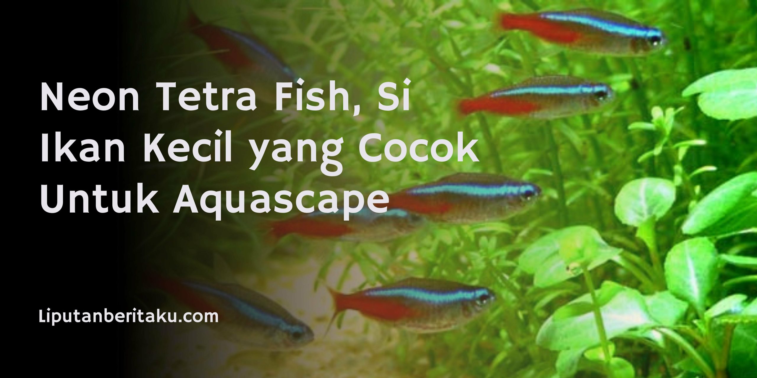 Neon Tetra Fish, Si Ikan Kecil yang Cocok Untuk Aquascape Neon Tetra Fish, Si Ikan Kecil yang Cocok Untuk Aquascape