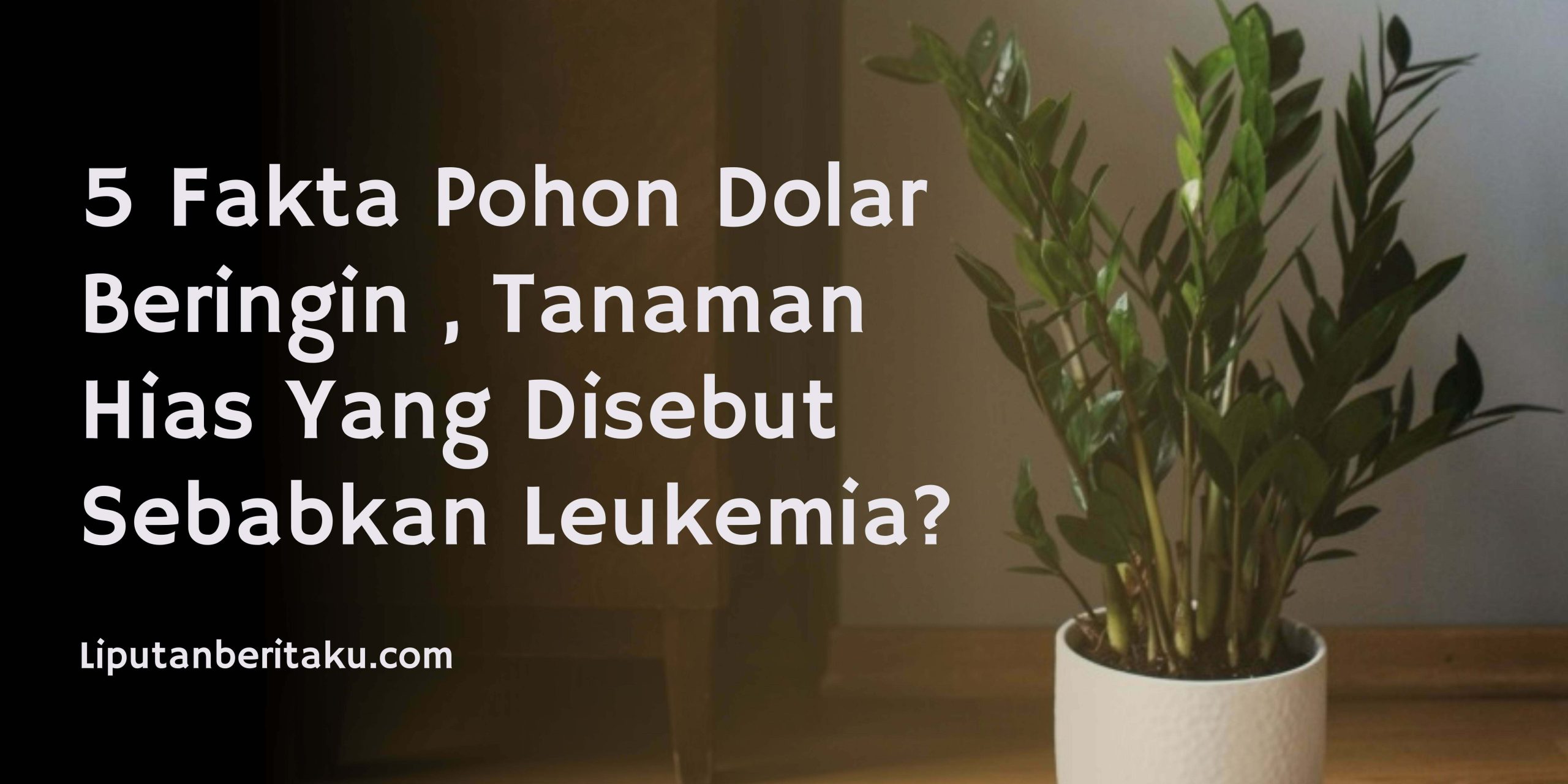 5 Fakta Pohon Dolar Beringin , Tanaman Hias Yang Disebut Sebabkan Leukemia?