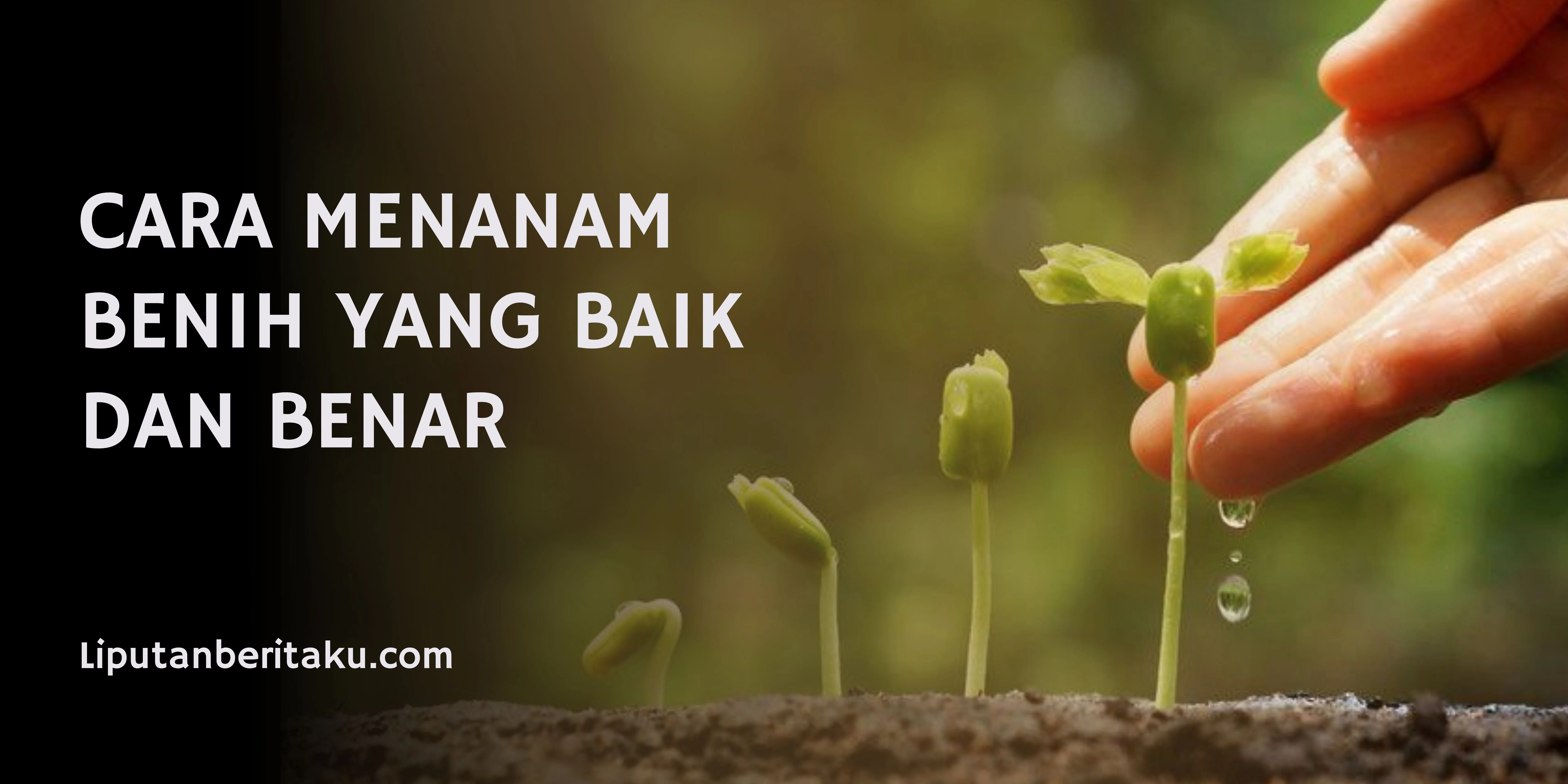 CARA MENANAM BENIH YANG BAIK DAN BENAR