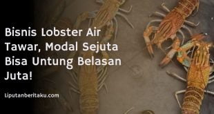 Bisnis Lobster Air Tawar, Modal Sejuta Bisa Untung Belasan Juta!