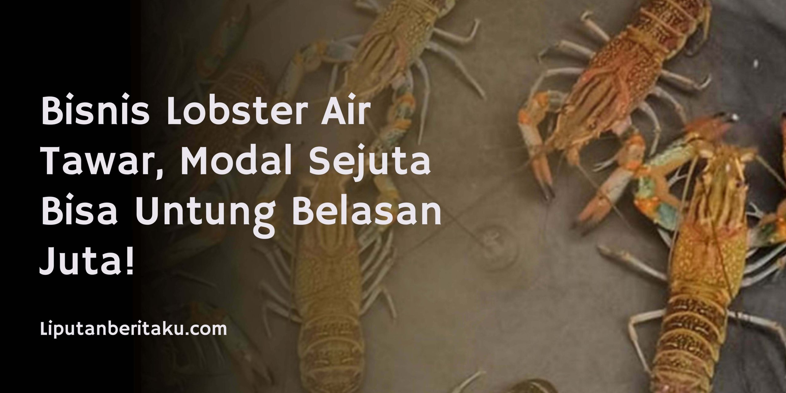 Bisnis Lobster Air Tawar, Modal Sejuta Bisa Untung Belasan Juta!