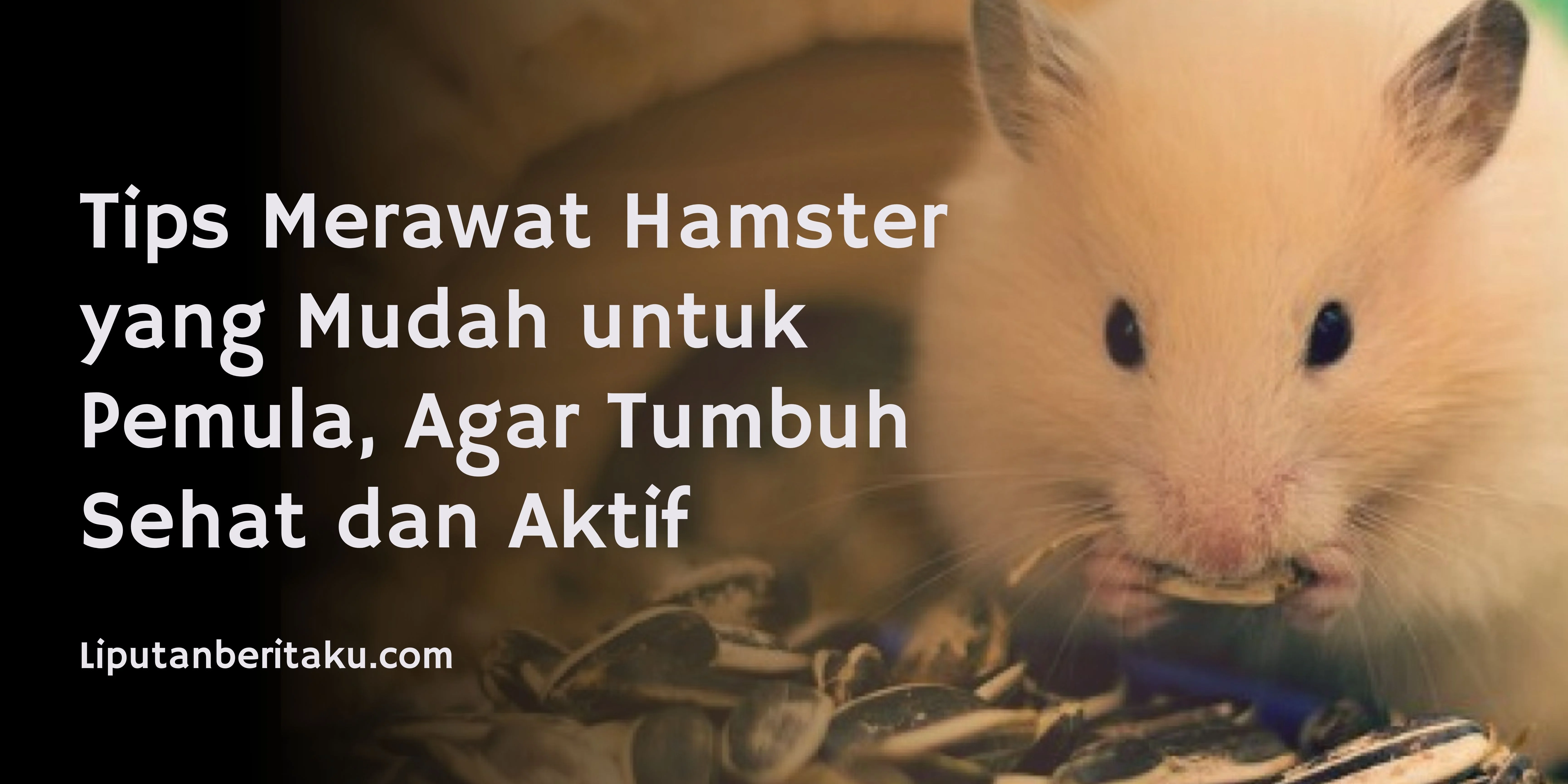 Tips Merawat Hamster yang Mudah untuk Pemula, Agar Tumbuh Sehat dan Aktif