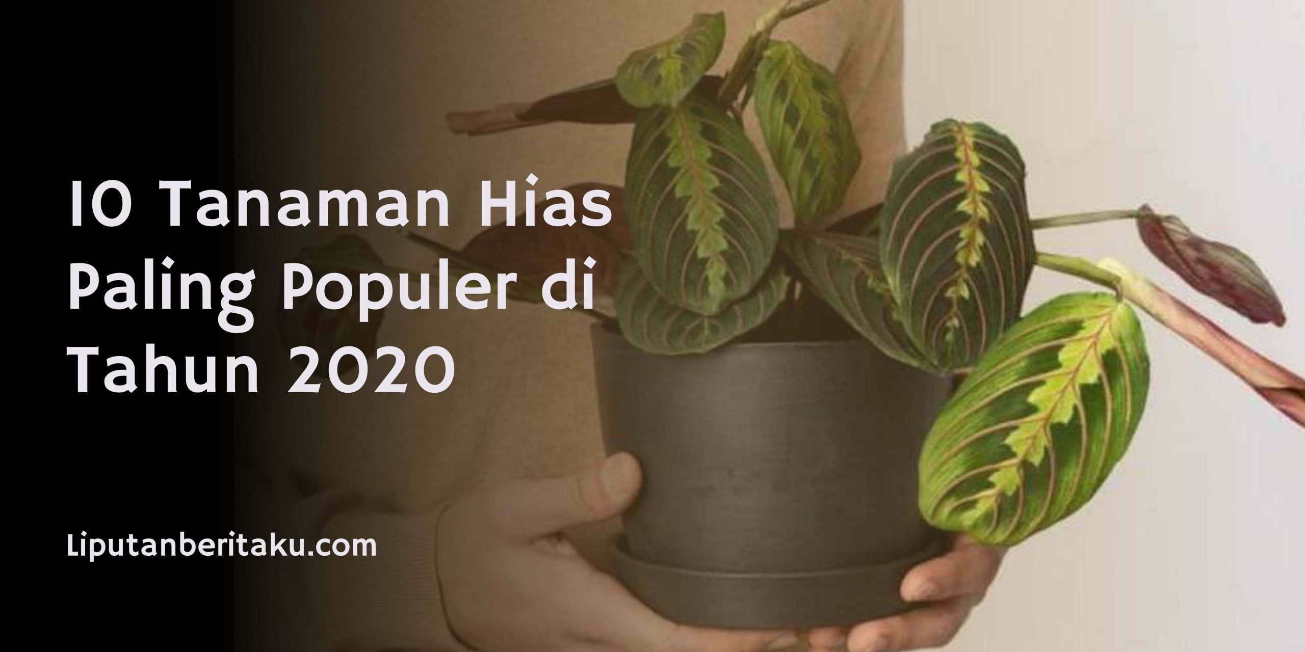10 Tanaman Hias Paling Populer di Tahun 2020