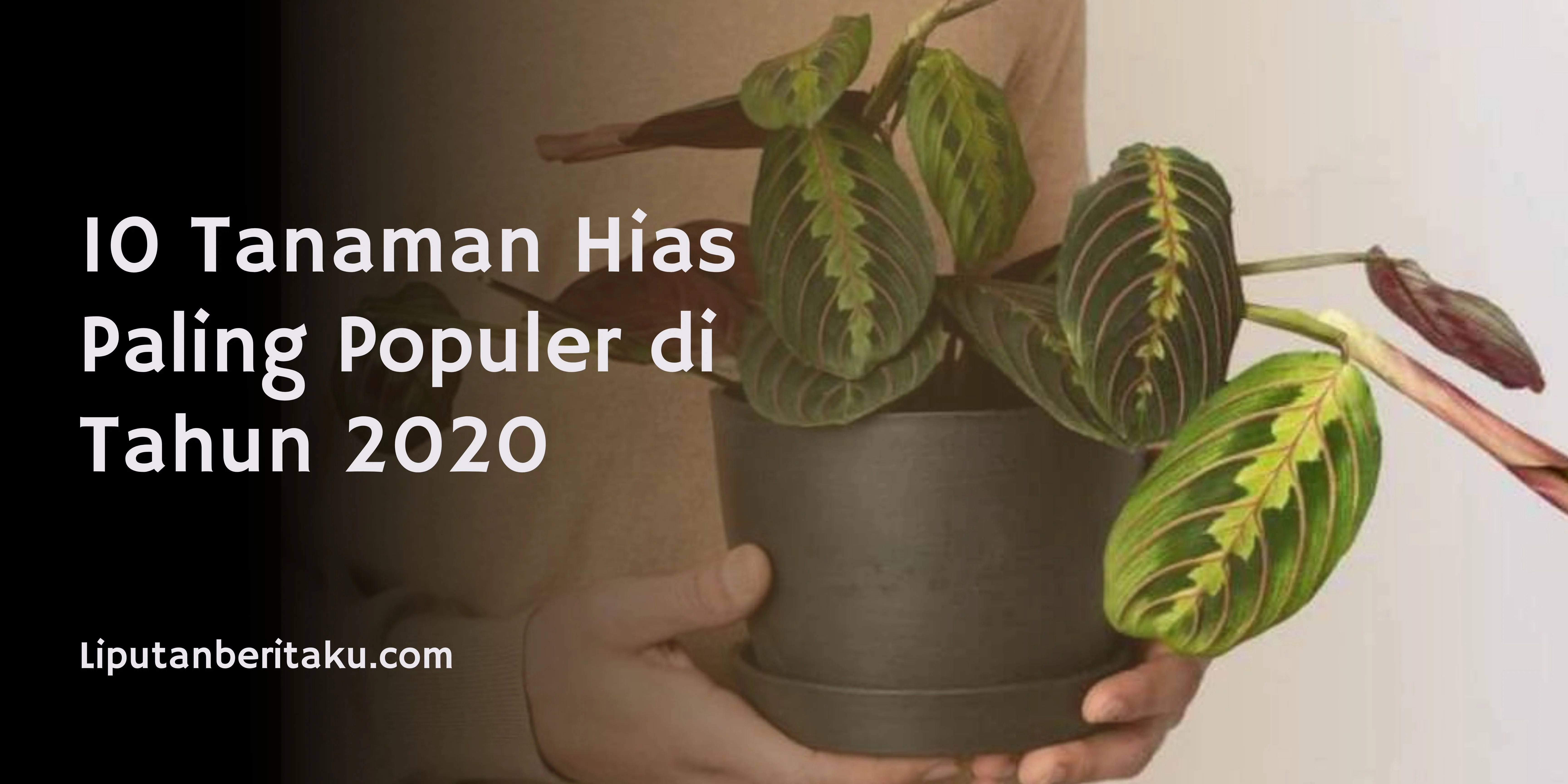 10 Tanaman Hias Paling Populer di Tahun 2020