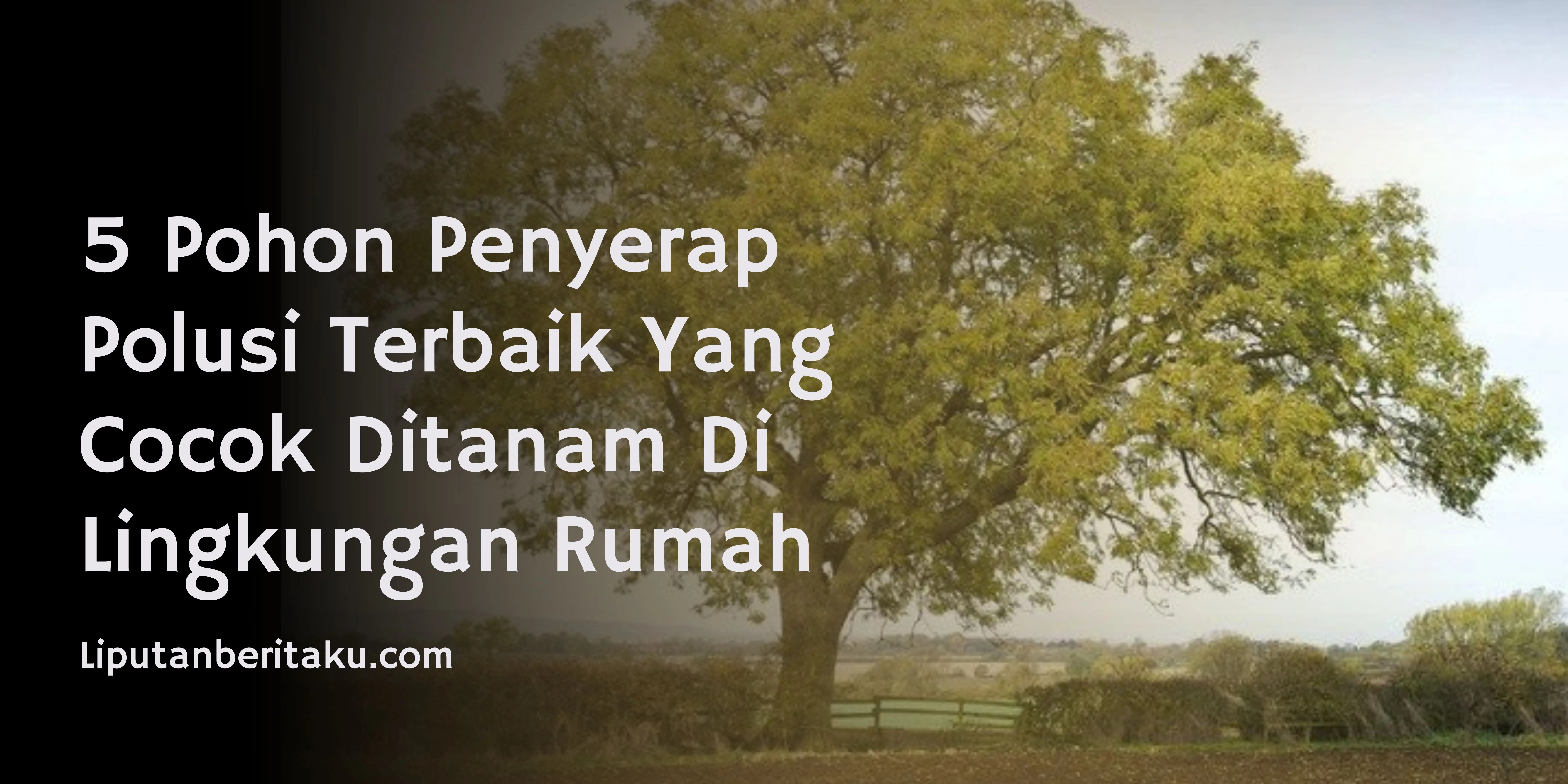 5 Pohon Penyerap Polusi Terbaik Yang Cocok Ditanam Di Lingkungan Rumah