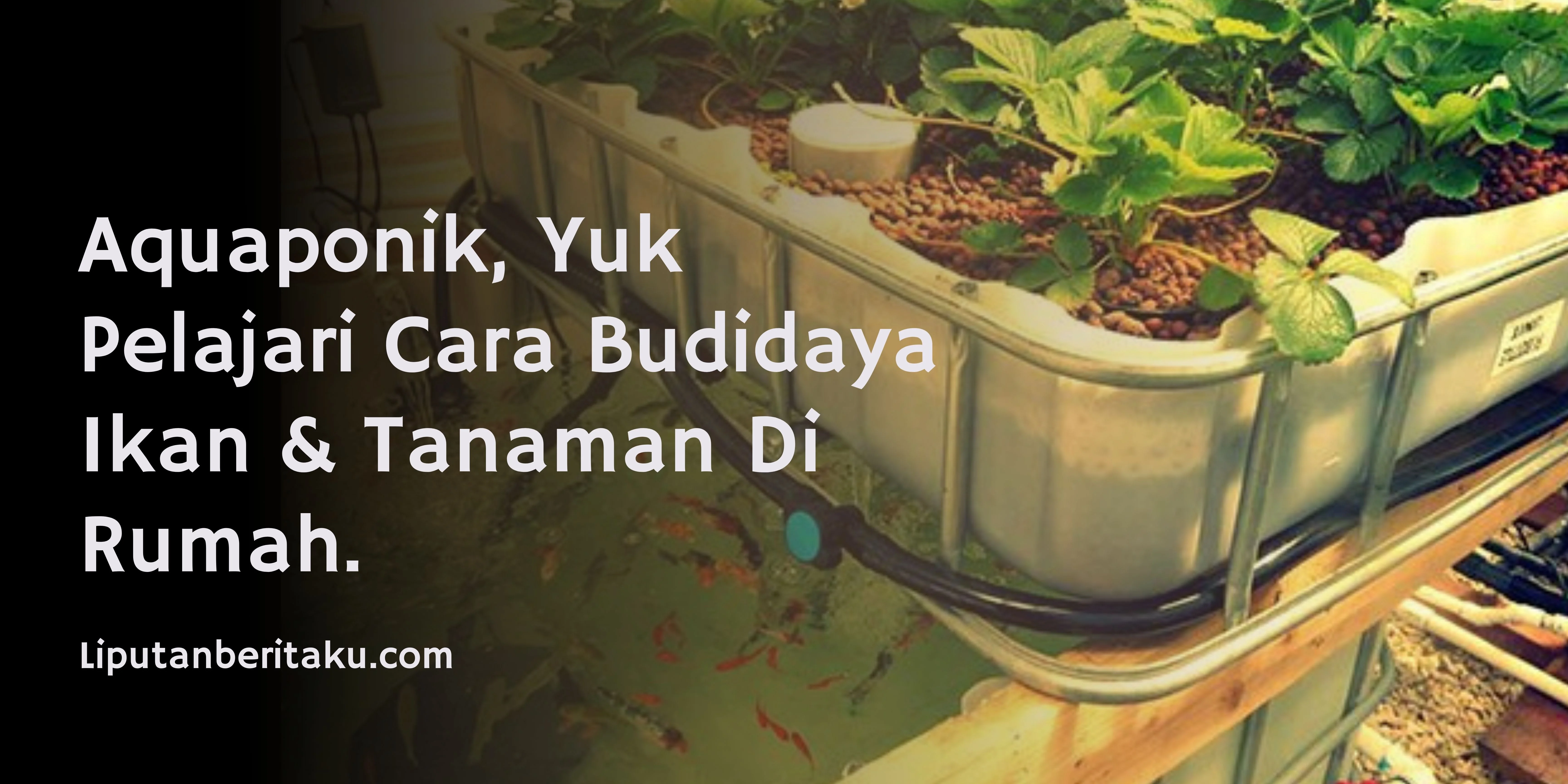 Aquaponik, Yuk Pelajari Cara Budidaya Ikan & Tanaman Di Rumah.