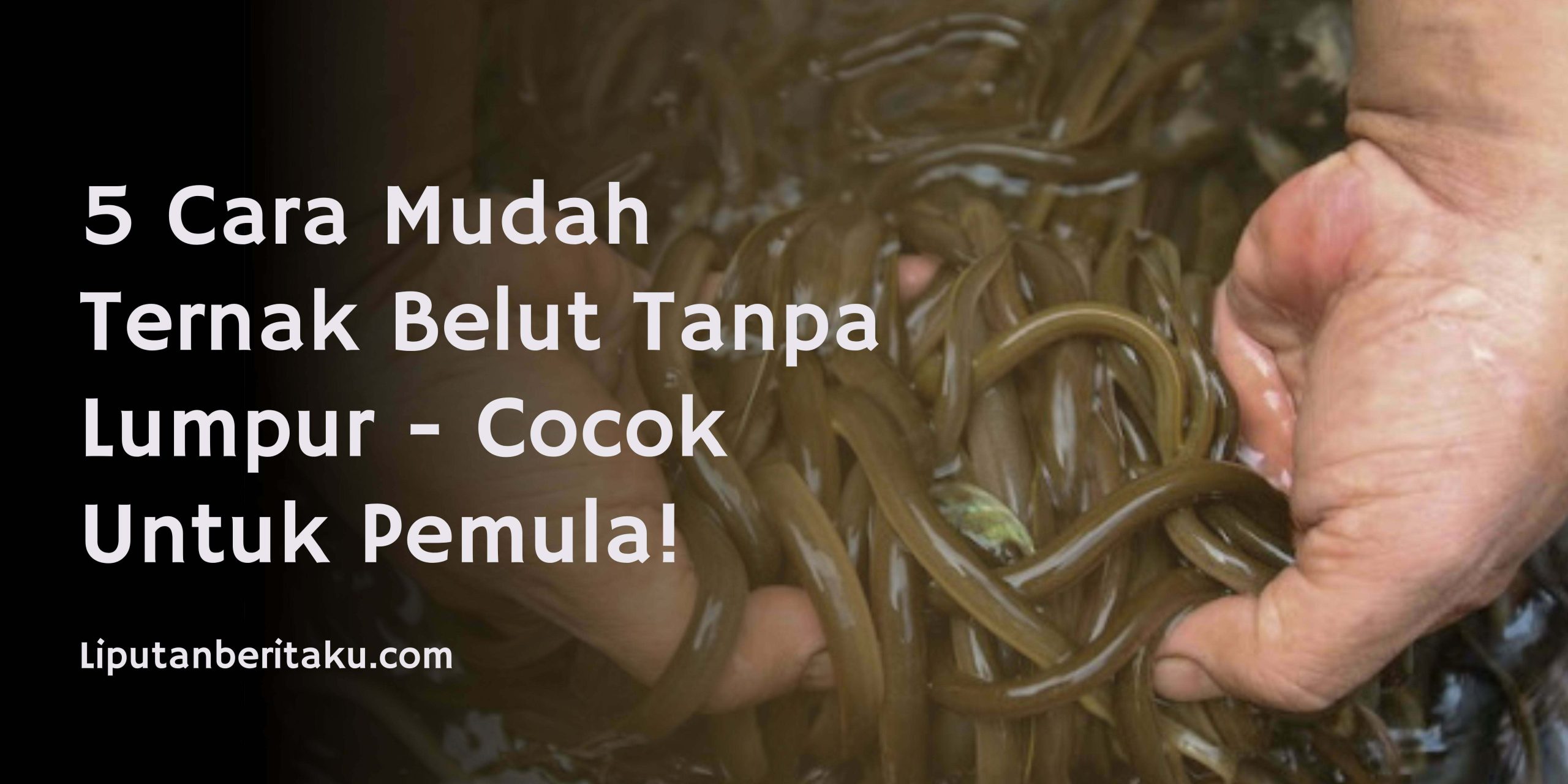 5 Cara Mudah Ternak Belut Tanpa Lumpur – Cocok Untuk Pemula!