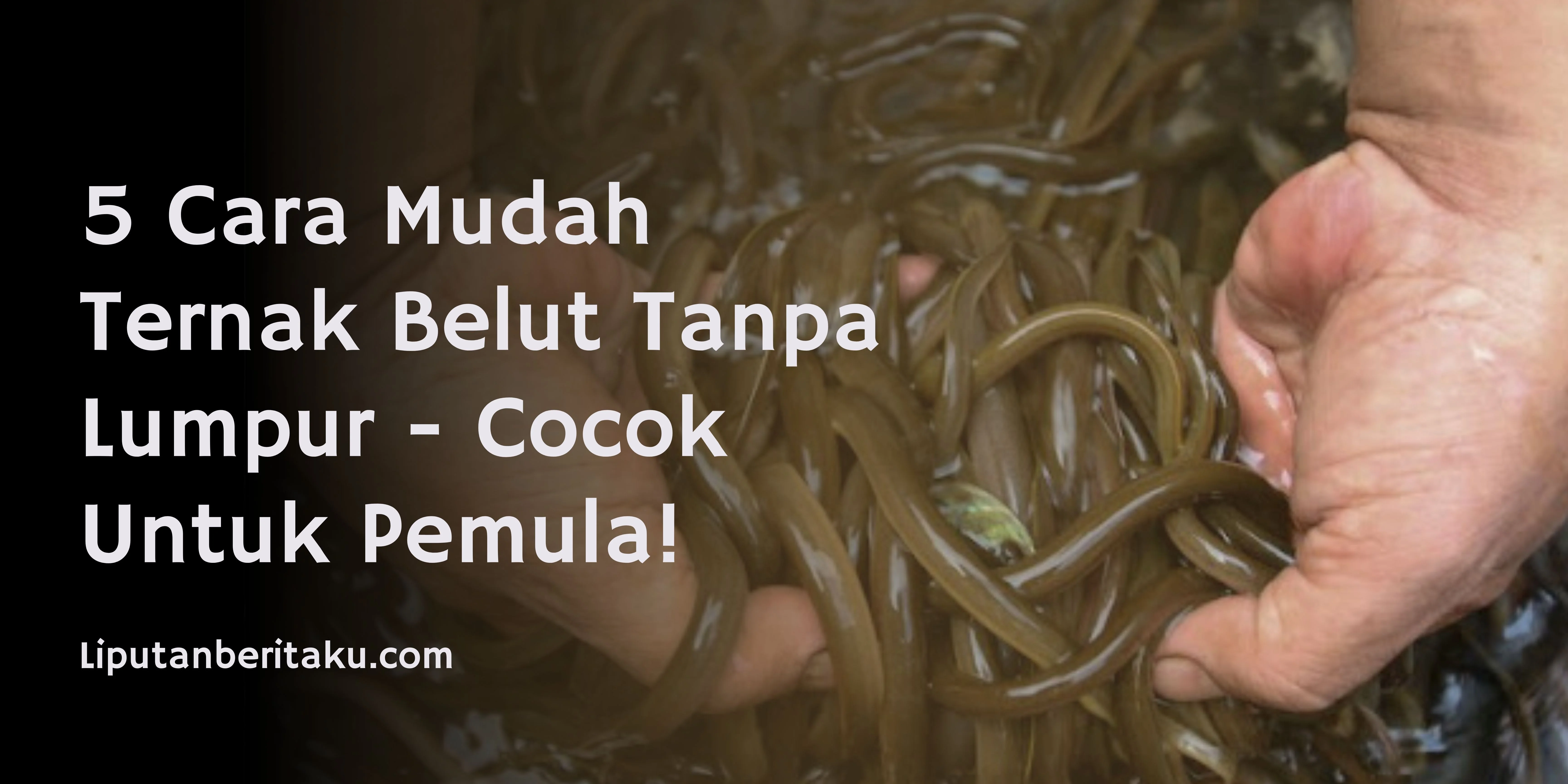 5 Cara Mudah Ternak Belut Tanpa Lumpur – Cocok Untuk Pemula!