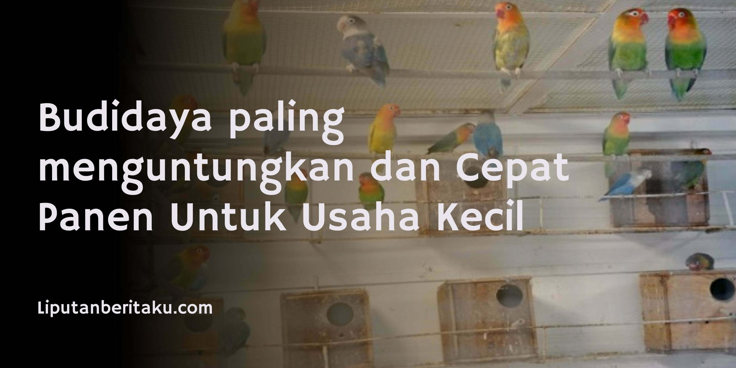 Budidaya paling menguntungkan dan Cepat Panen Untuk Usaha Kecil