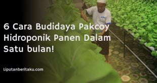 6 Cara Budidaya Pakcoy Hidroponik Panen Dalam Satu bulan!